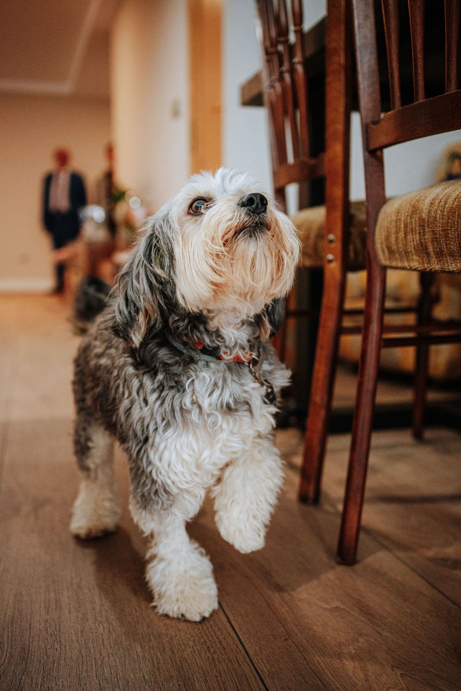 Perrito Shih Tzu en casa del novio durante los preparativos de una boda en Aspe