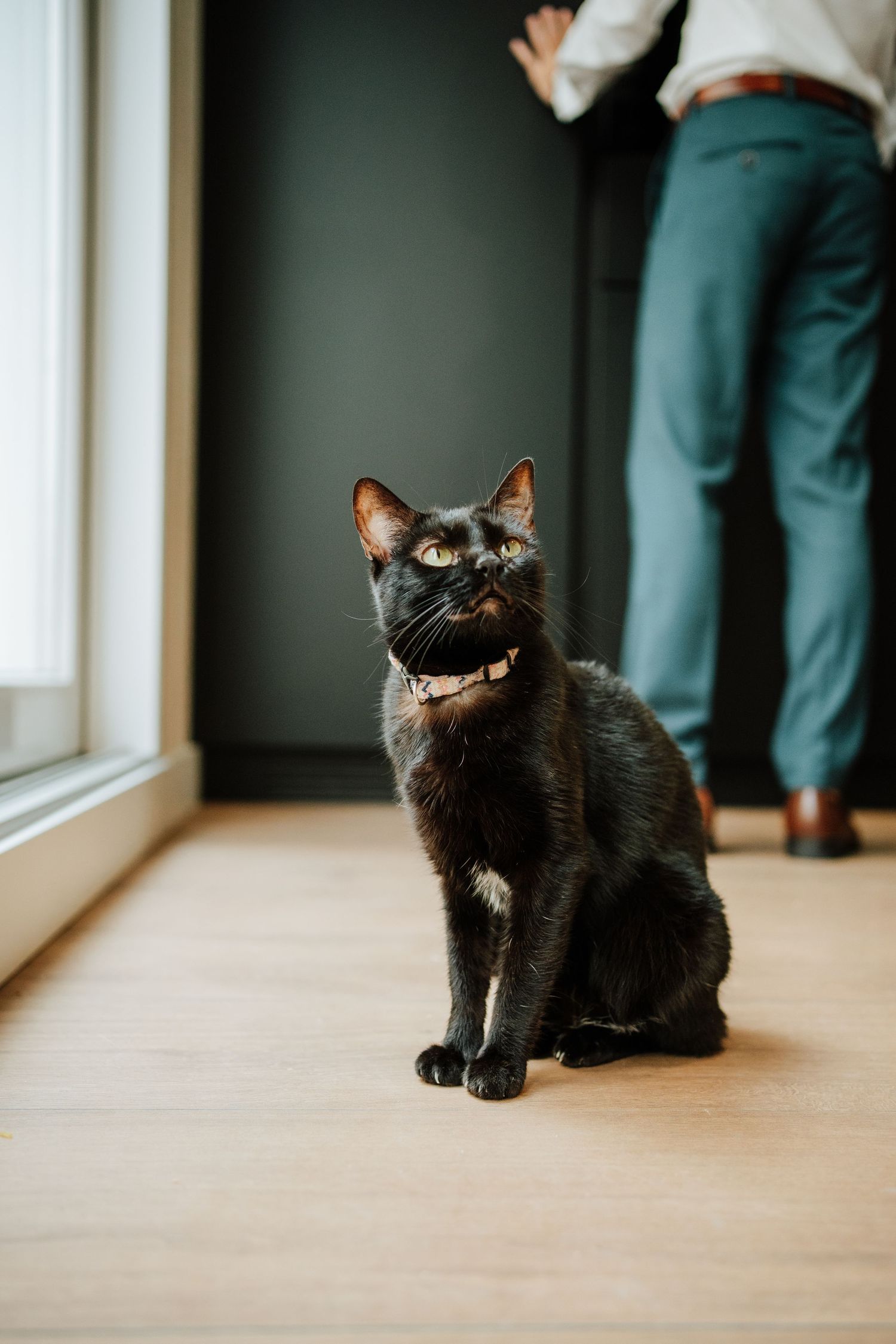 Gata negra en casa del novio, ellas también son parte de la familia.