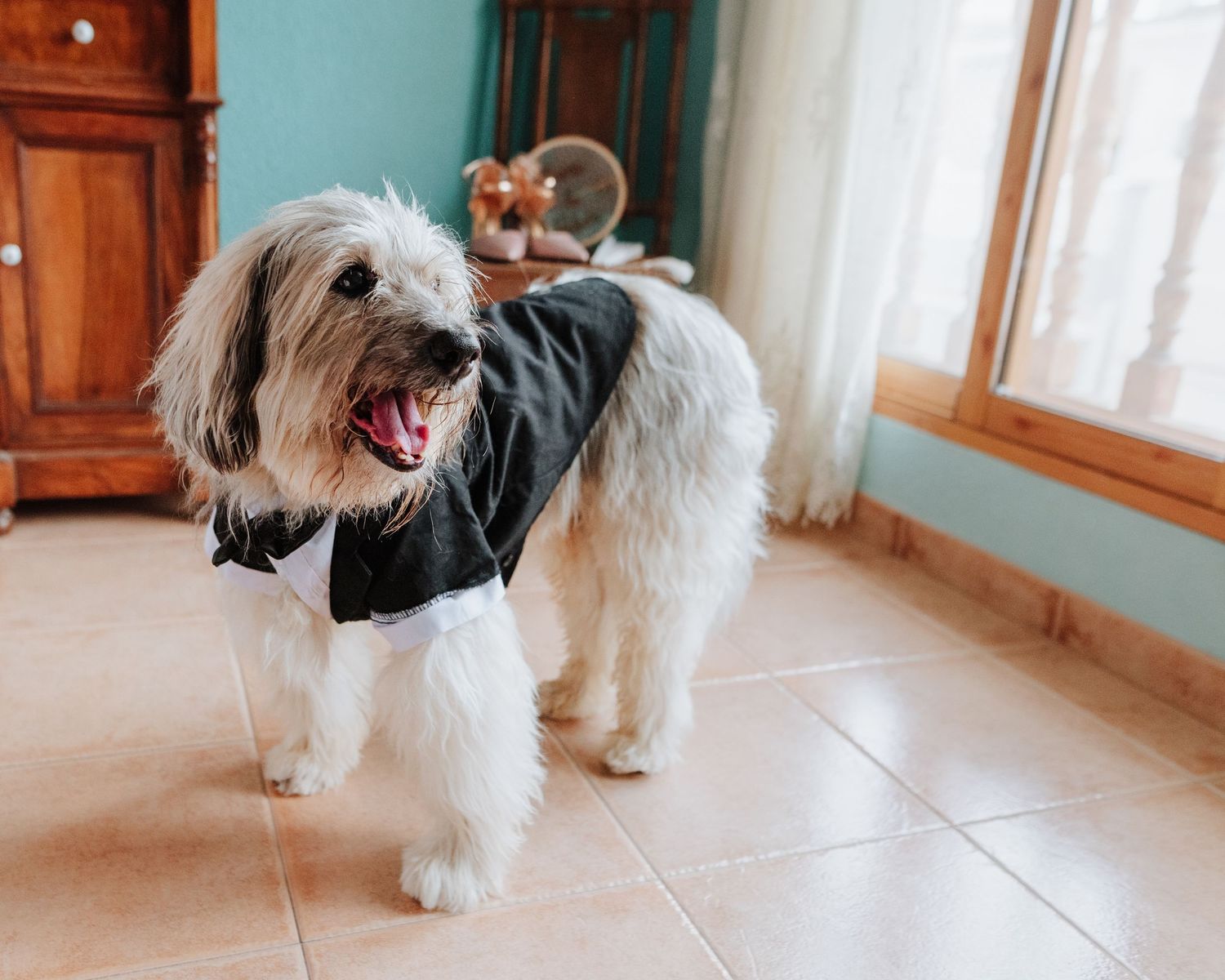 Perro precioso con traje de invitado en el día de una boda en Aspe, Alicante.