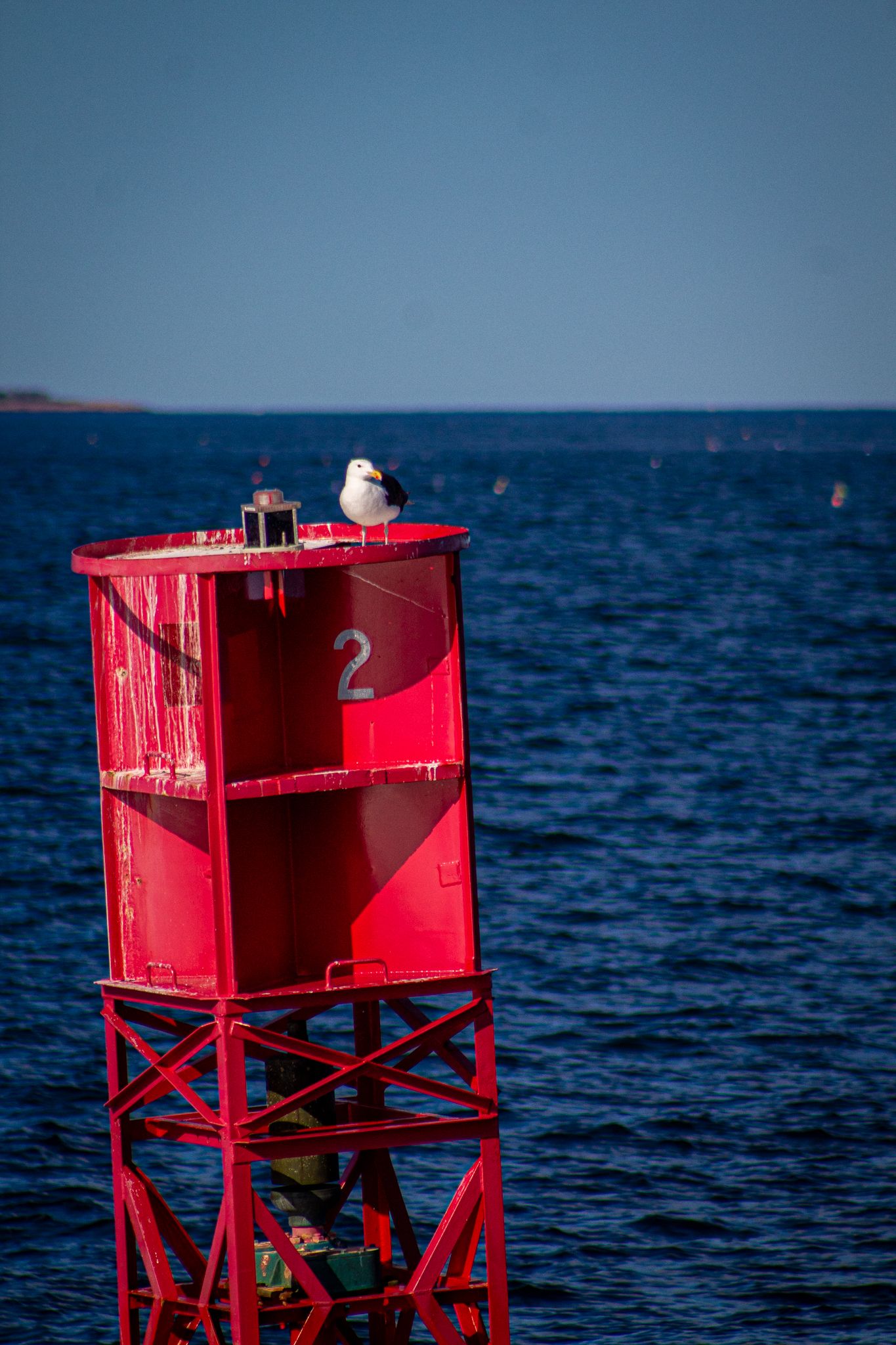 Whale Watch Photo