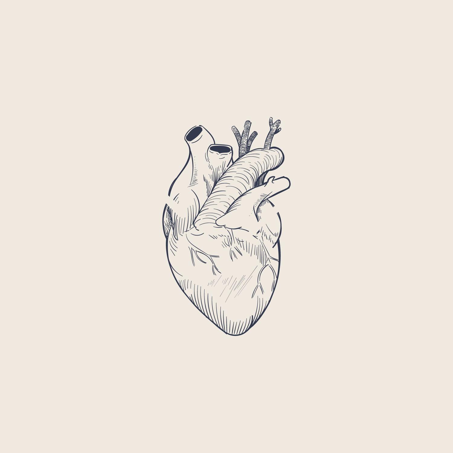 Detailed pencil sketch of an anatomical human heart with vessels, drawn in minimalist line art style on beige background.