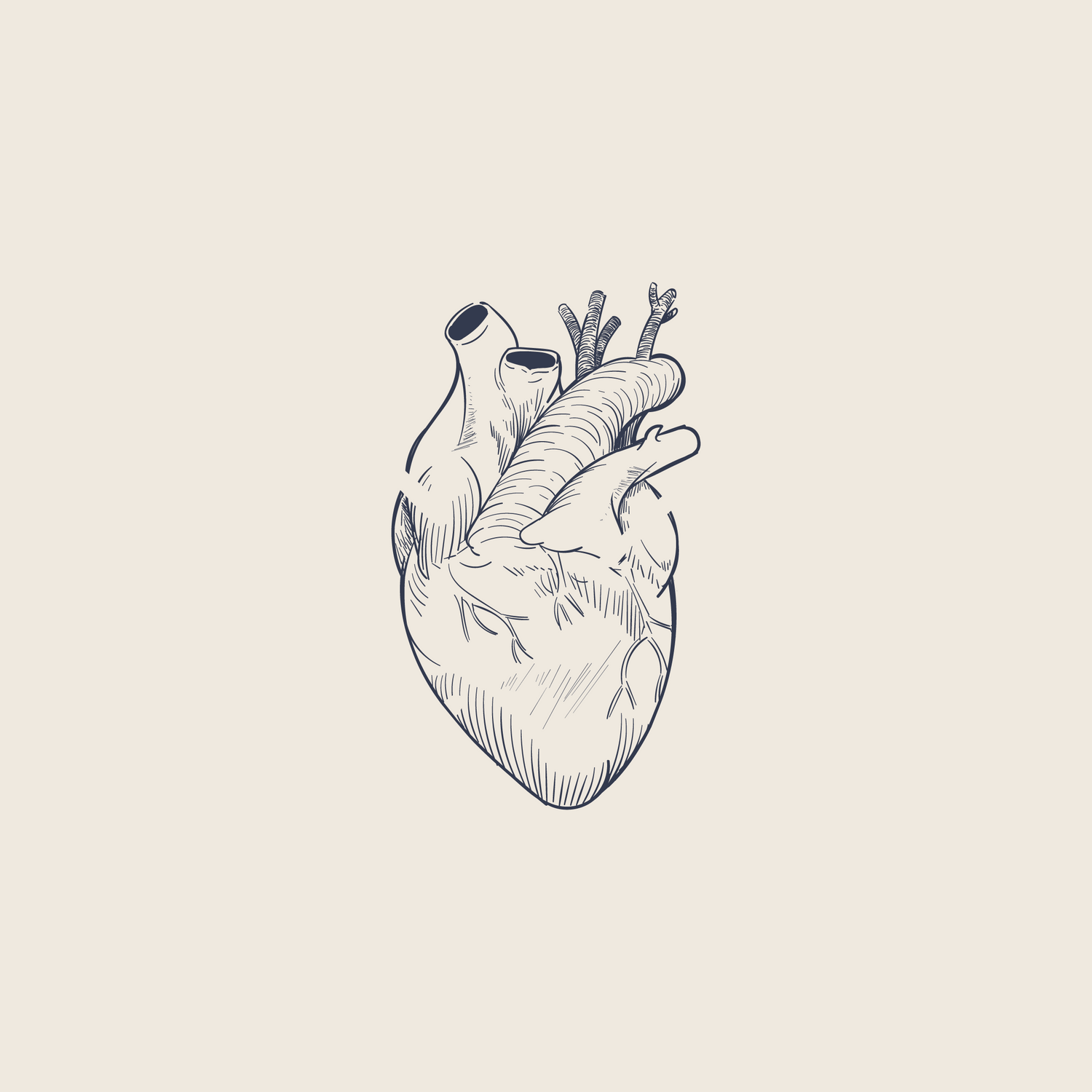 Anatomical sketch of a human heart with detailed line work on beige background.