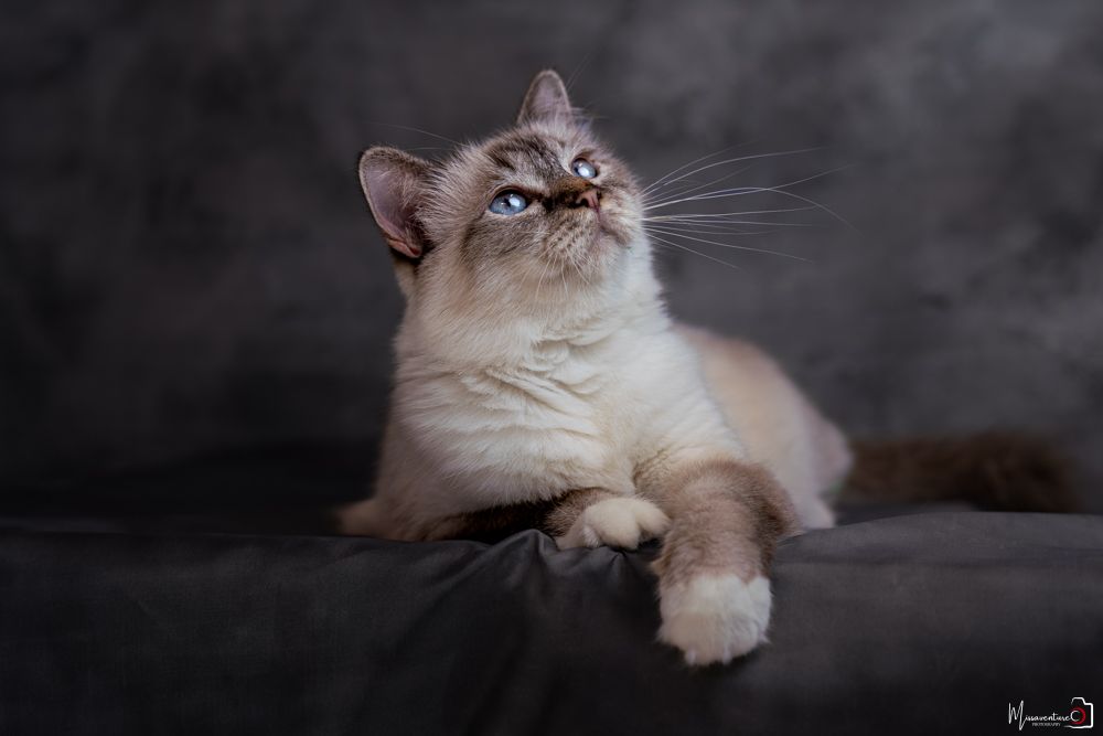 PHOTOGRAPHE DANS LE VAR (83) FORCALQUEIRET (photographe chats) Shooting studio à domicile, chat