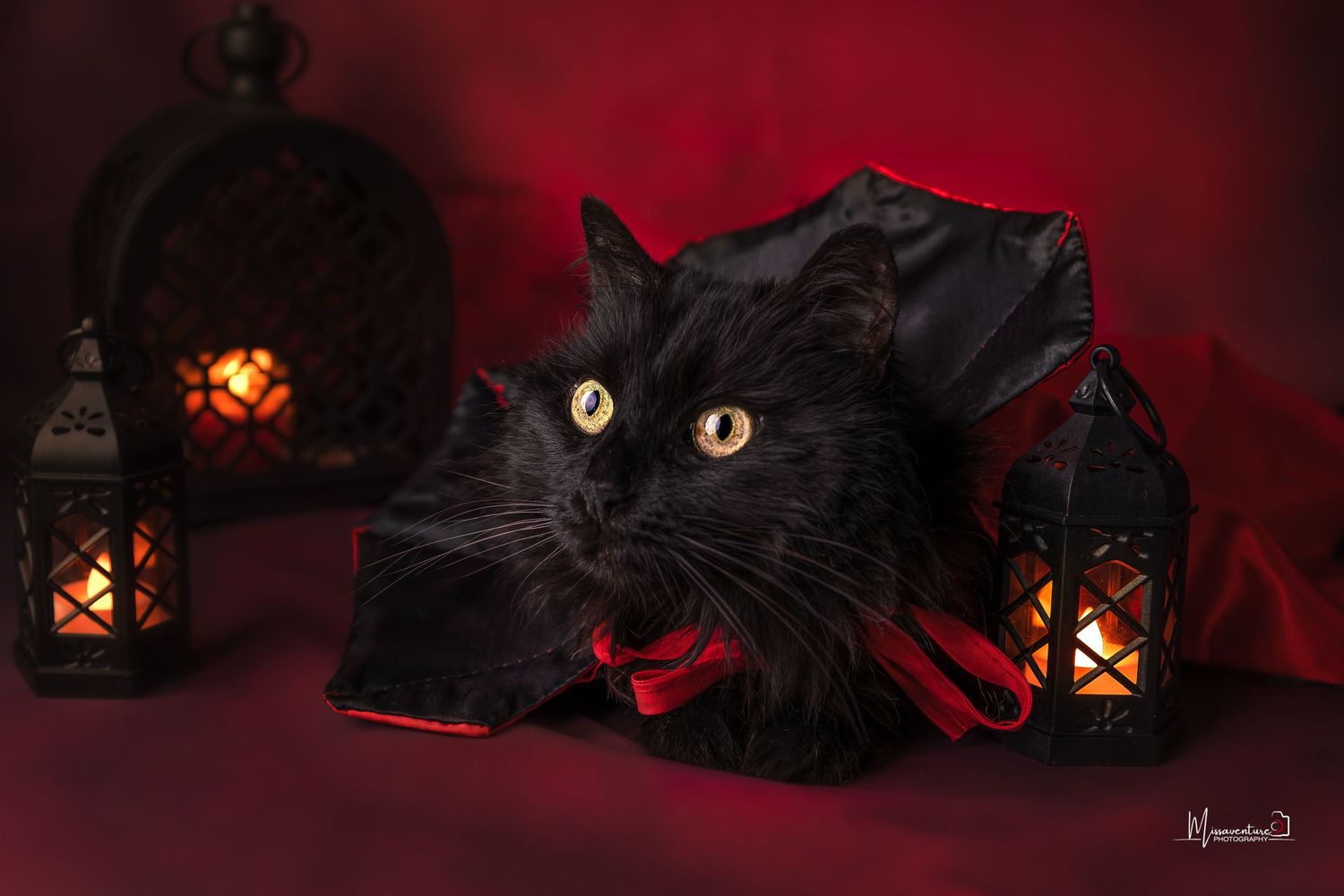 PHOTOGRAPHE DANS LE VAR (83) FORCALQUEIRET (chiens et ch
Photo studio thème halloween, chat noir sur fond rouge cape de vampire et lanternes
