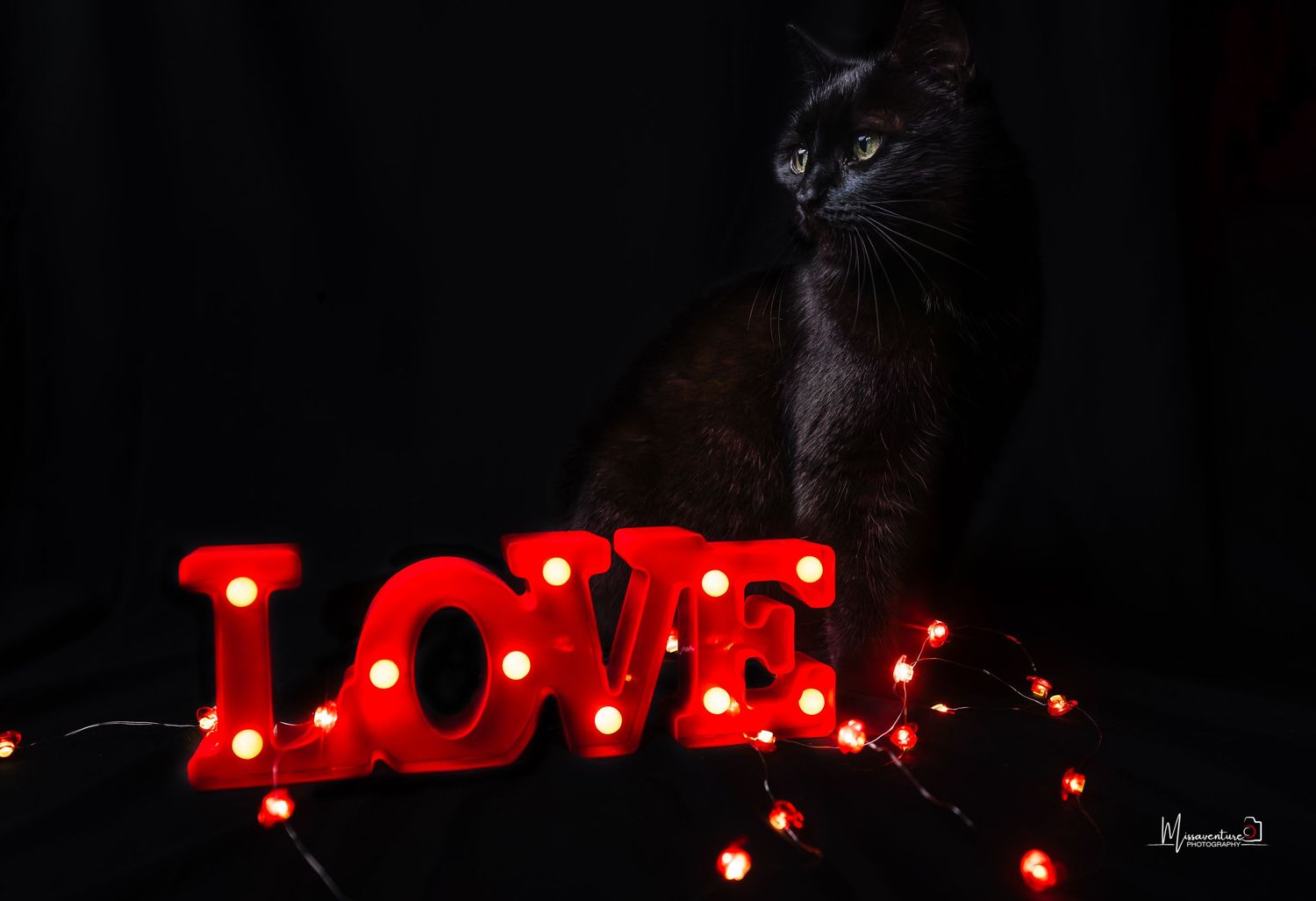 PHOTOGRAPHE DANS LE VAR (83) FORCALQUEIRET (photographe chat) Shooting studio chat thème saint valentin fond noir et enseigne love rouge