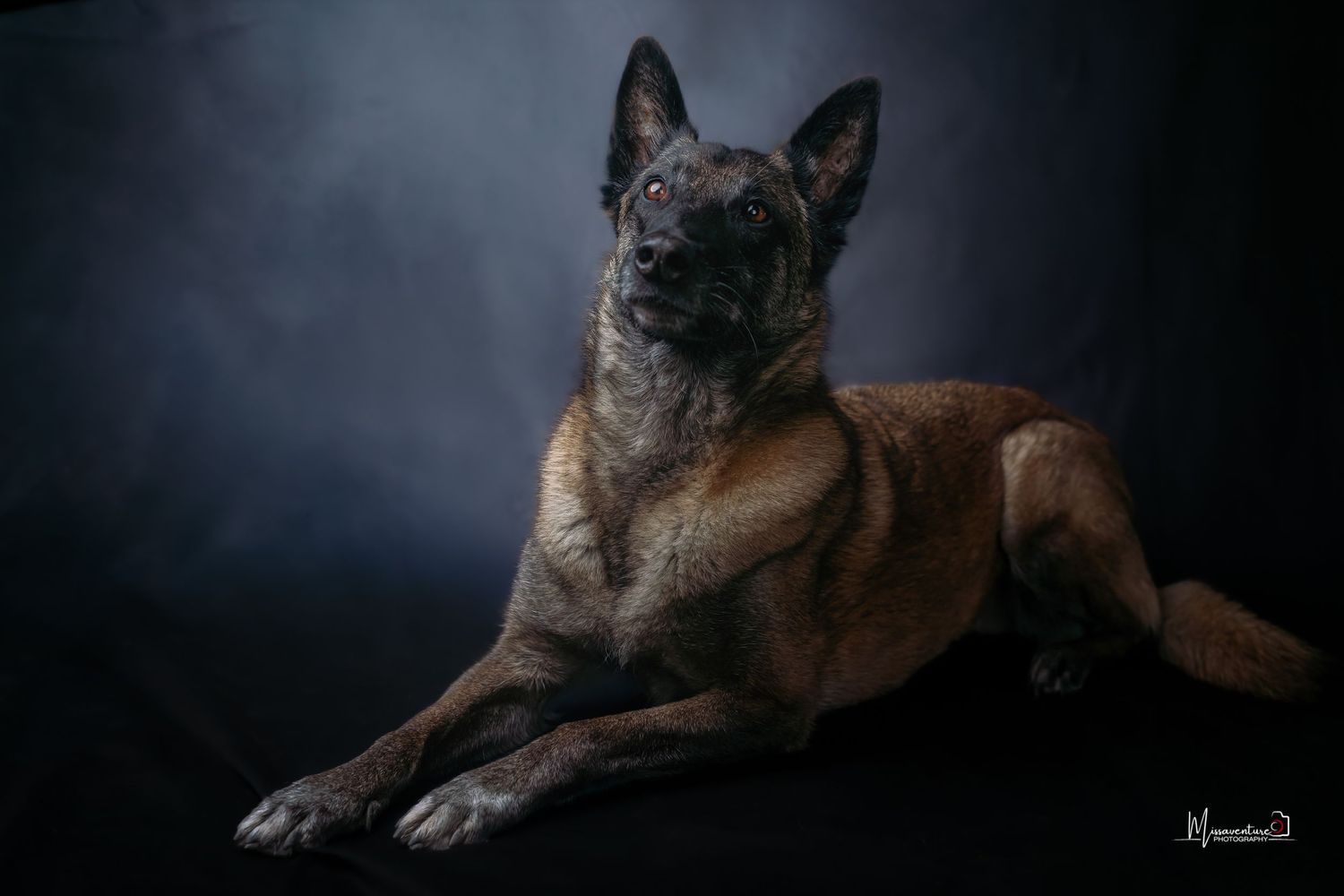 PHOTOGRAPHE DANS LE VAR (83) FORCALQUEIRET (photographe pour chiens et chats).
Malinois couché sur fond noir, shoot studio