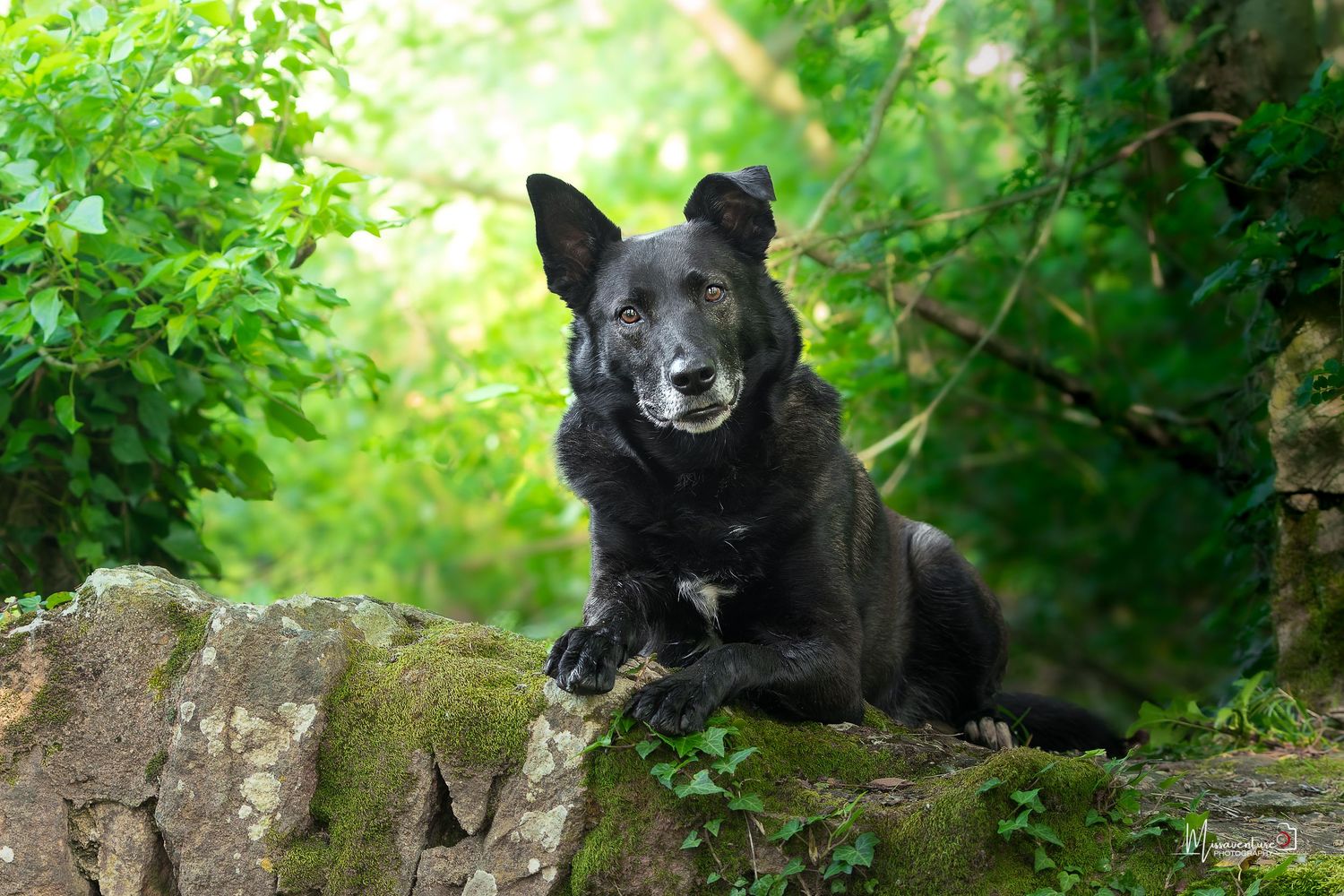 PHOTOGRAPHE DANS LE VAR (83) FORCALQUEIRET photographe pour chiens
malinois noir, qui pose sur un mur de pierre dans la foret, autre angle.