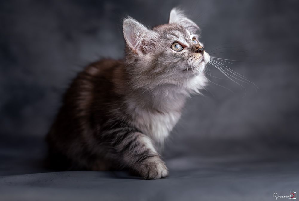 PHOTOGRAPHE DANS LE VAR (83) FORCALQUEIRET (photographe chats) Shooting studio à domicile, chat