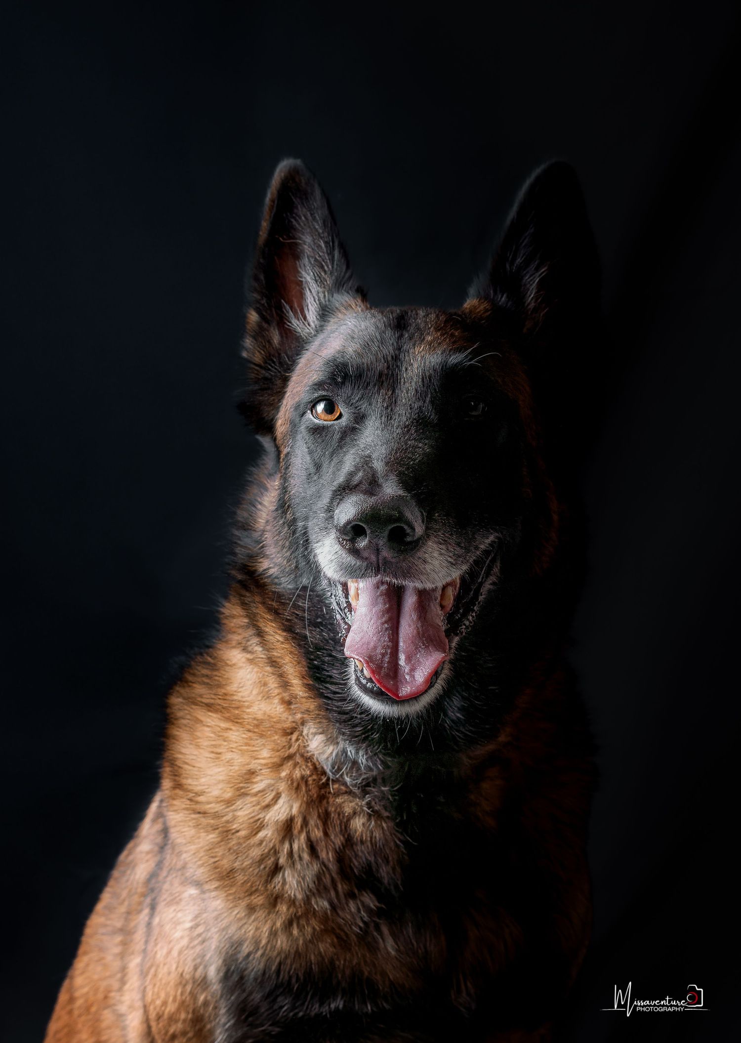 PHOTOGRAPHE DANS LE VAR (83) FORCALQUEIRET (chiens et chats)
Chien Malinois en photo studio, fond bleu foncé, format vertical