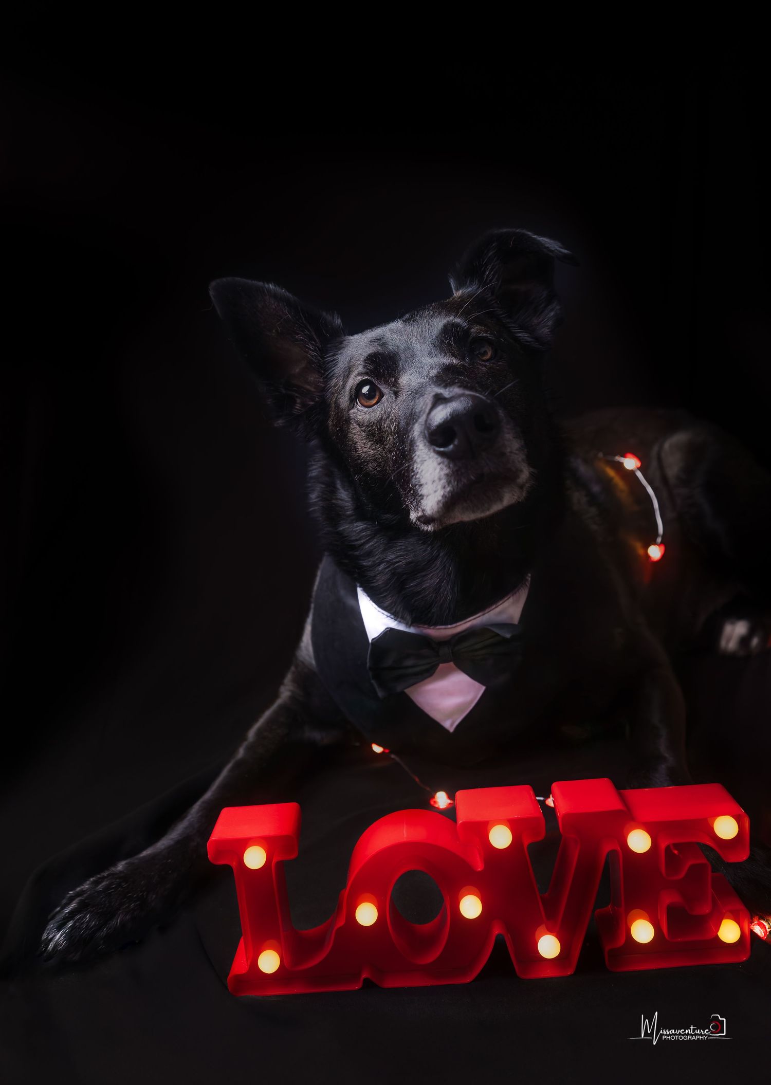 PHOTOGRAPHE DANS LE VAR (83) FORCALQUEIRET (photographe chien) Shooting studio chien thème saint valentin fond noir et enseigne love rouge