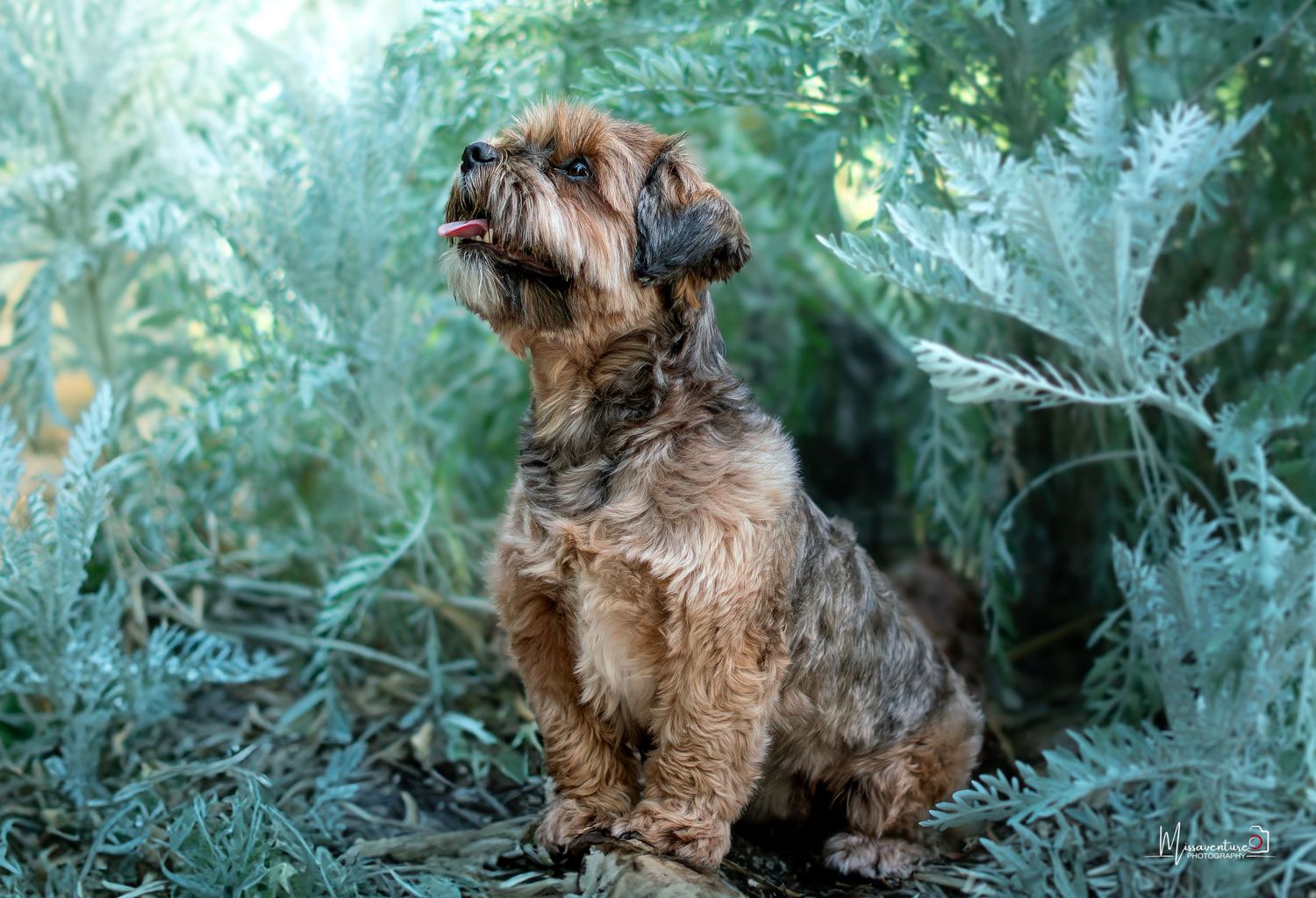 PHOTOGRAPHE DANS LE VAR (83) FORCALQUEIRET (chien)
petit chien assis, mignon, entouré de verdure, photo chien extérieur, format horizontal