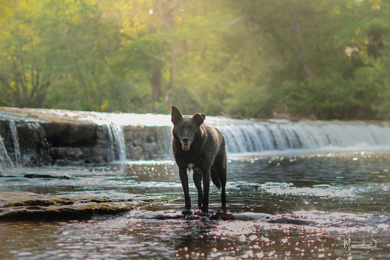 PHOTOGRAPHE DANS LE VAR (83) FORCALQUEIRET (photographe pour chiens, chats)