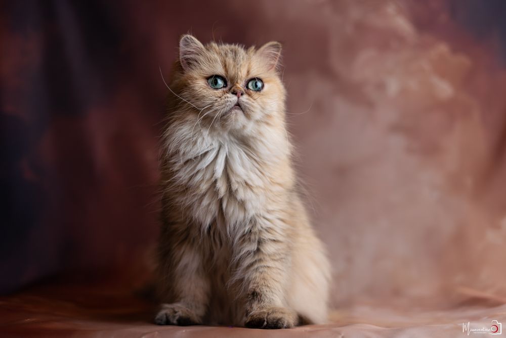 PHOTOGRAPHE DANS LE VAR (83) FORCALQUEIRET (photographe chats) Shooting studio à domicile, chat