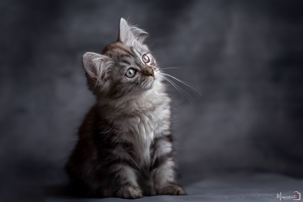 PHOTOGRAPHE DANS LE VAR (83) FORCALQUEIRET (photographe chats) Shooting studio à domicile, chat