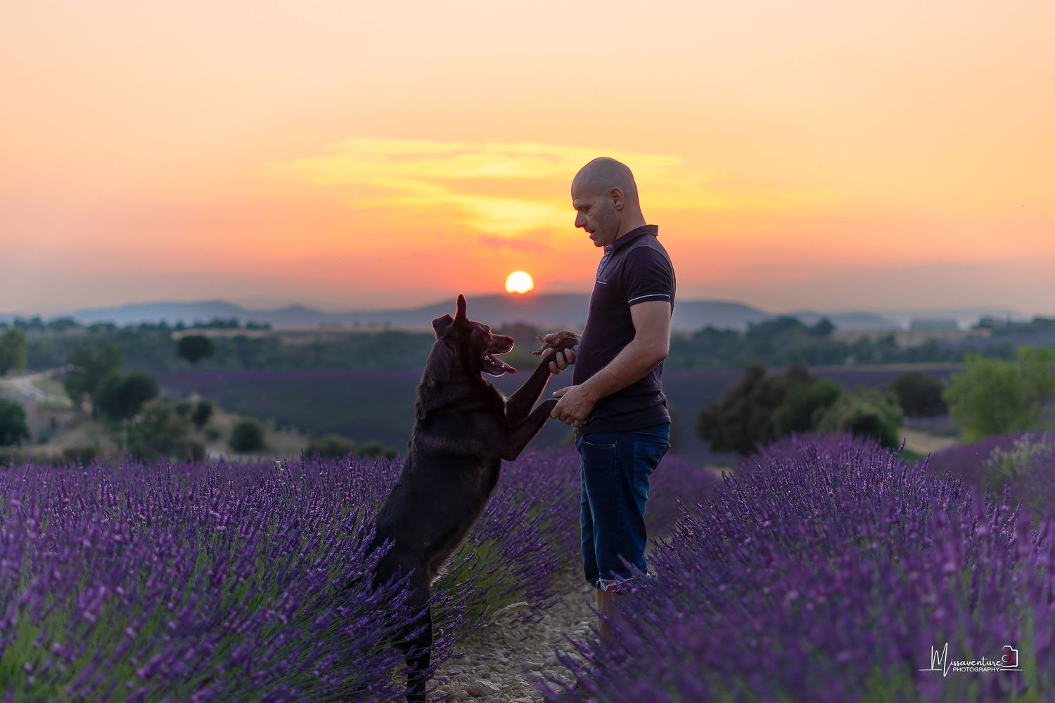 PHOTOGRAPHE CHIEN, CHAT & PORTRAIT dans le Var (83).
Malinois et son maitre, au coucher de soleil dans les champs de lavande de Valensole
