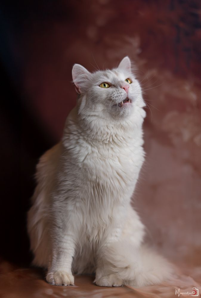 PHOTOGRAPHE DANS LE VAR (83) FORCALQUEIRET (photographe chats) Shooting studio à domicile, chat