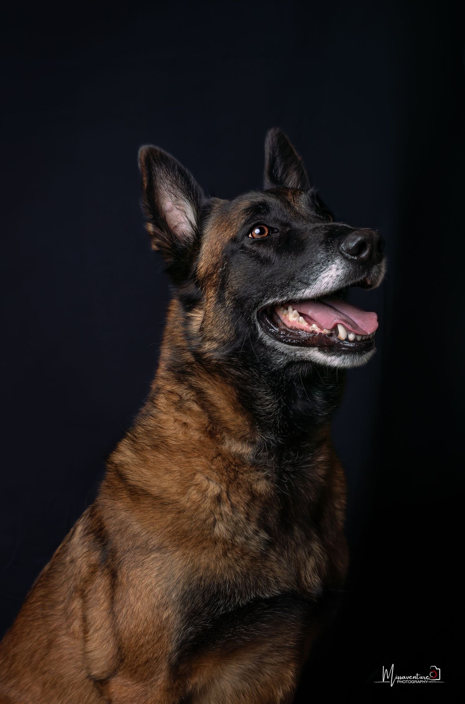 PHOTOGRAPHE DANS LE VAR (83) FORCALQUEIRET (chiens et chats)
Chien Malinois en photo studio, fond bleu foncé, format vertical