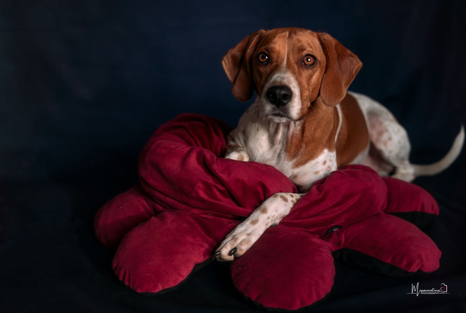 PHOTOGRAPHE DANS LE VAR (83) FORCALQUEIRET (photographe chien) Shooting studio chien