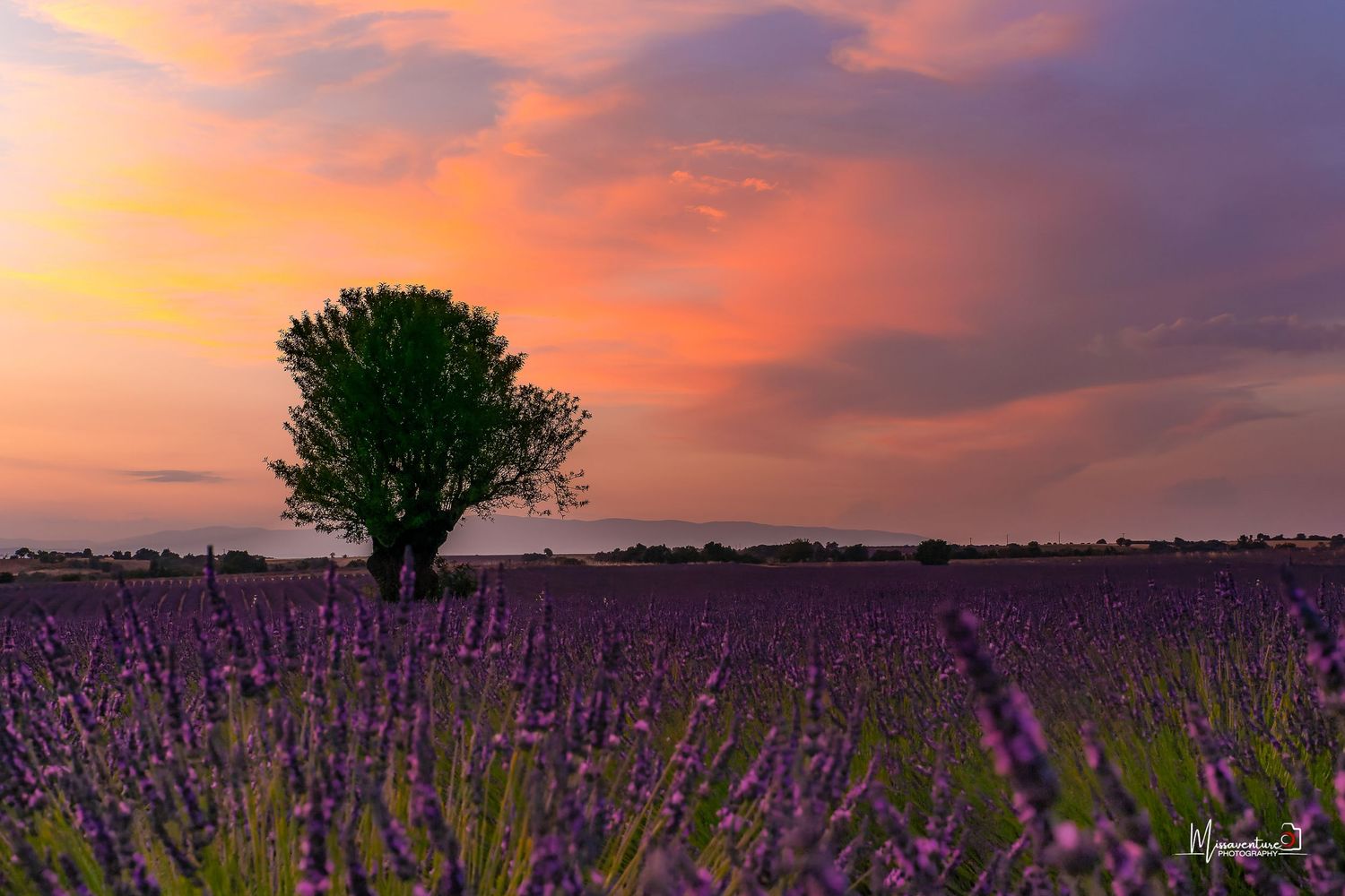 PHOTOGRAPHE DANS LE VAR (83) FORCALQUEIRET Coucher de soleil flamboyant sur les champs de lavande de Valensole. Format paysage.