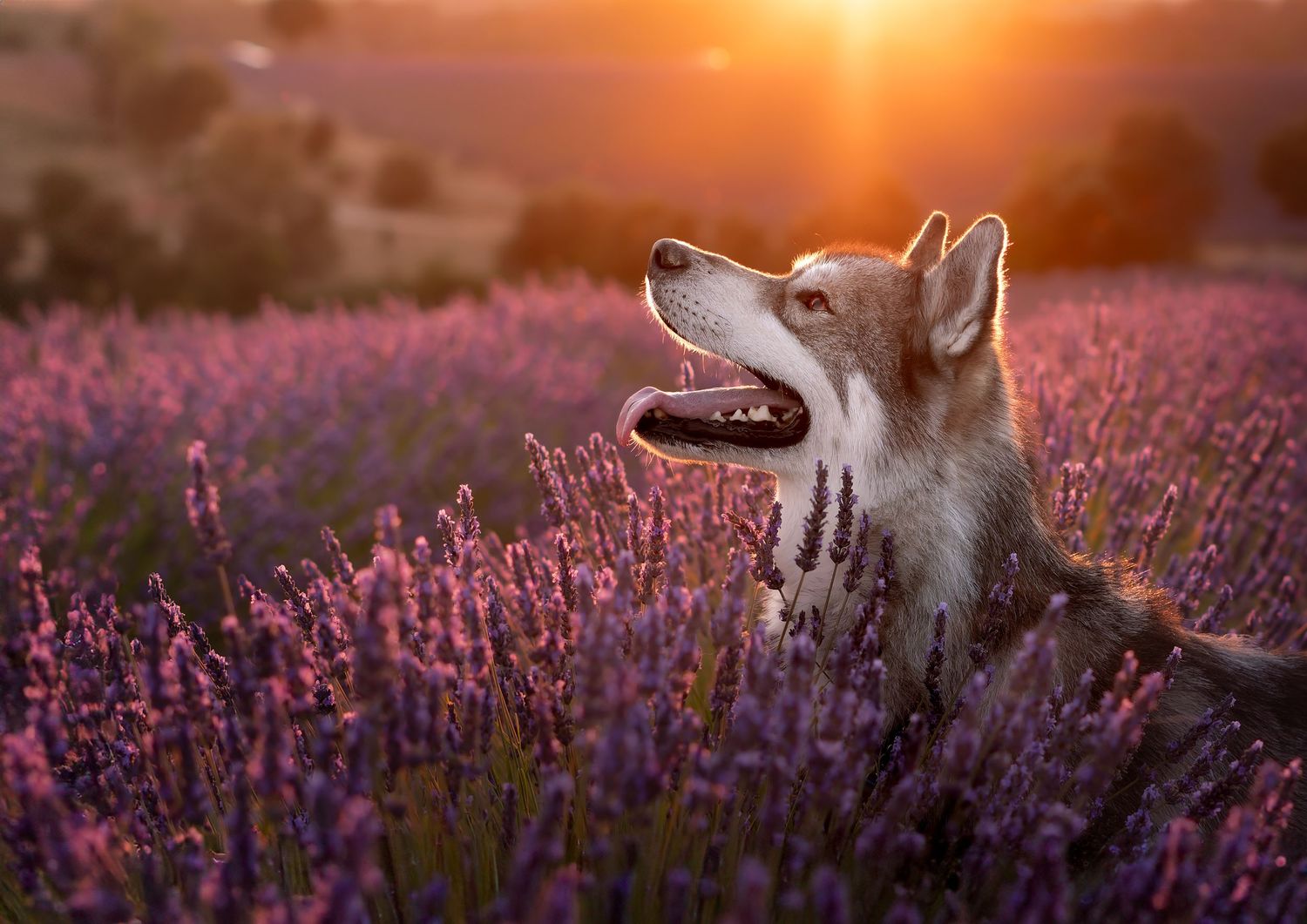 PHOTOGRAPHE DANS LE VAR (83) FORCALQUEIRET (photographe pour chiens, chats)