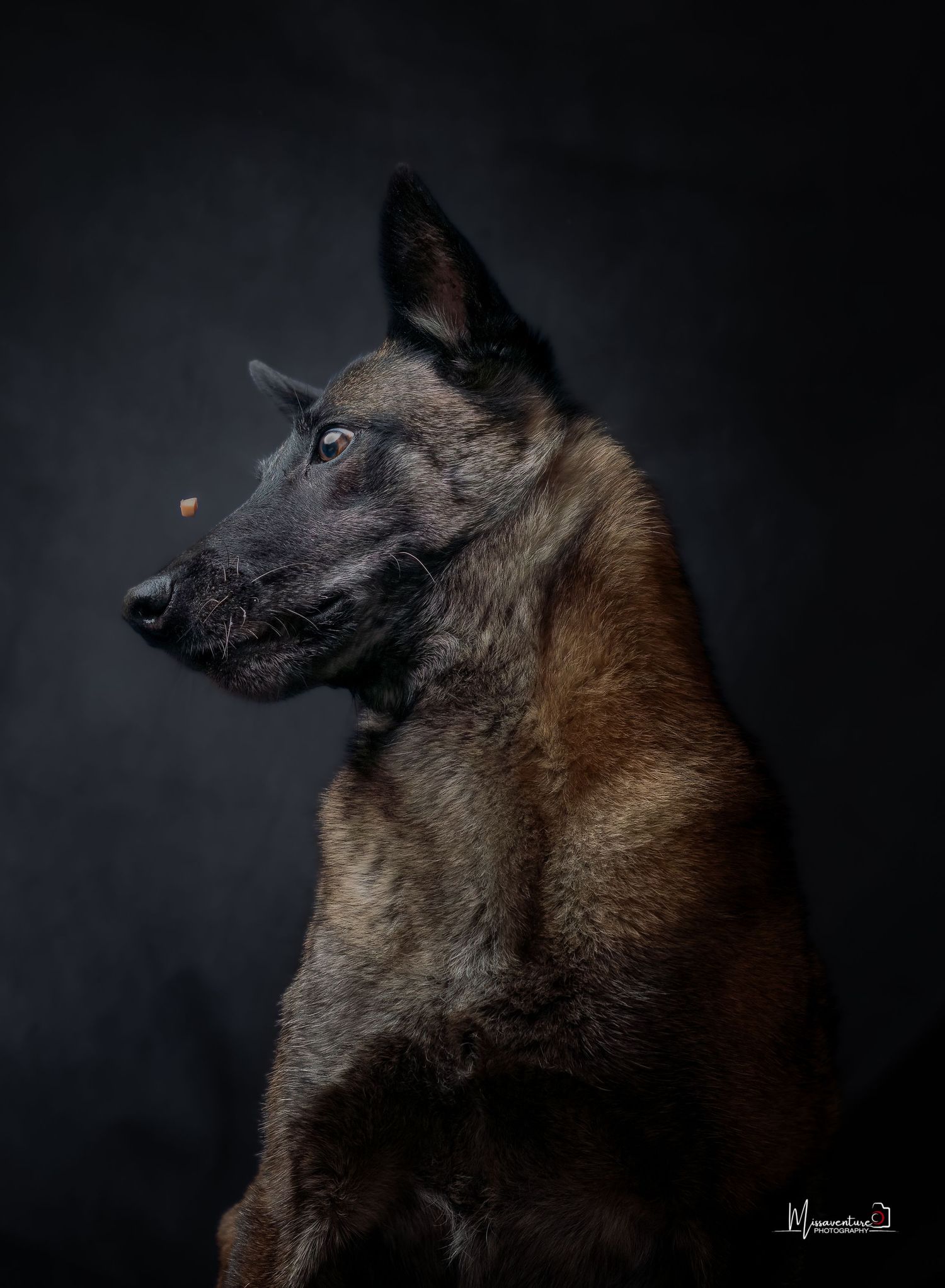 PHOTOGRAPHE DANS LE VAR (83) FORCALQUEIRET (photographe pour chiens et chats).
Malinois et croquette en vol
