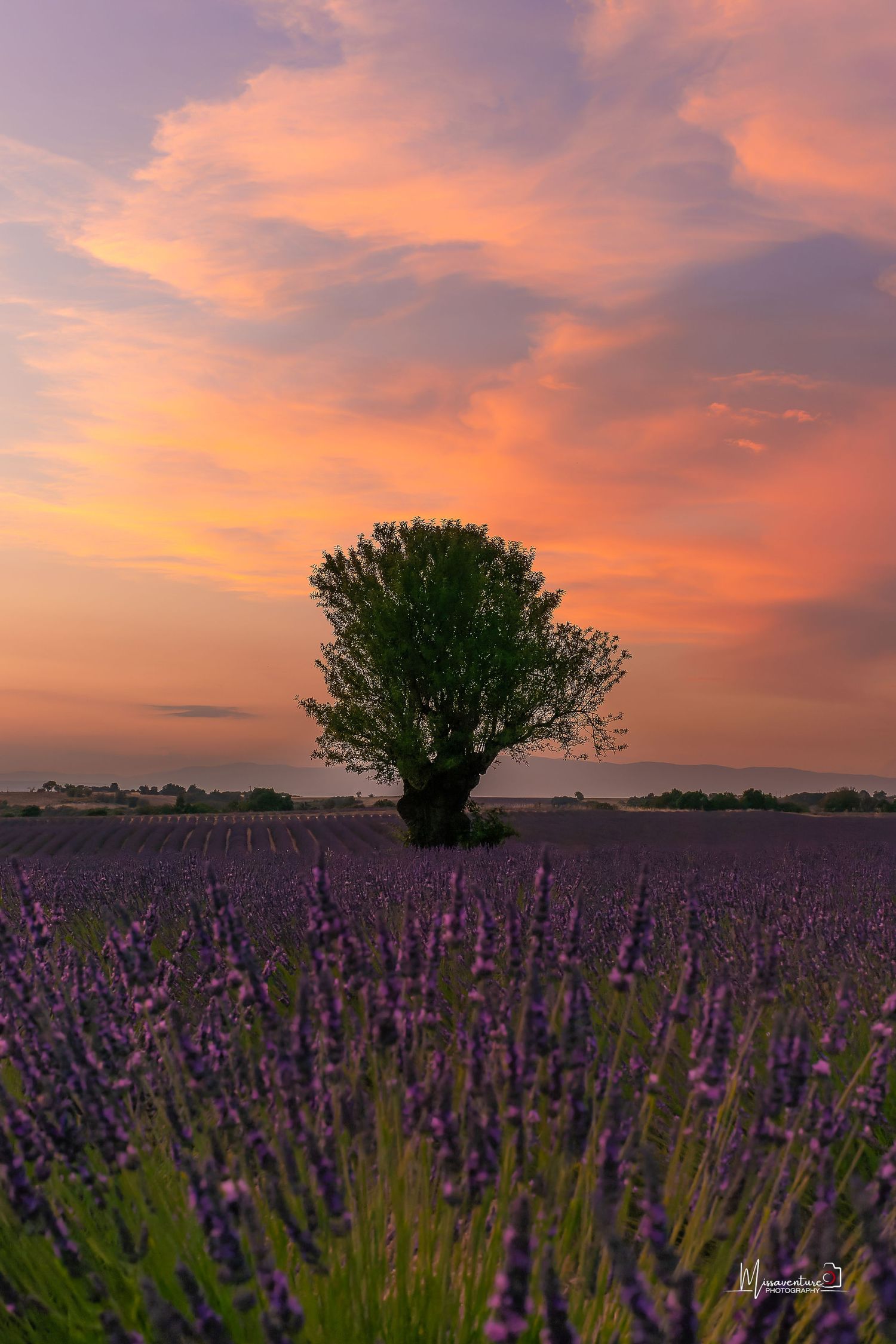 Coucher de soleil flamboyant sur les champs de lavande de Valensole. format portrait.