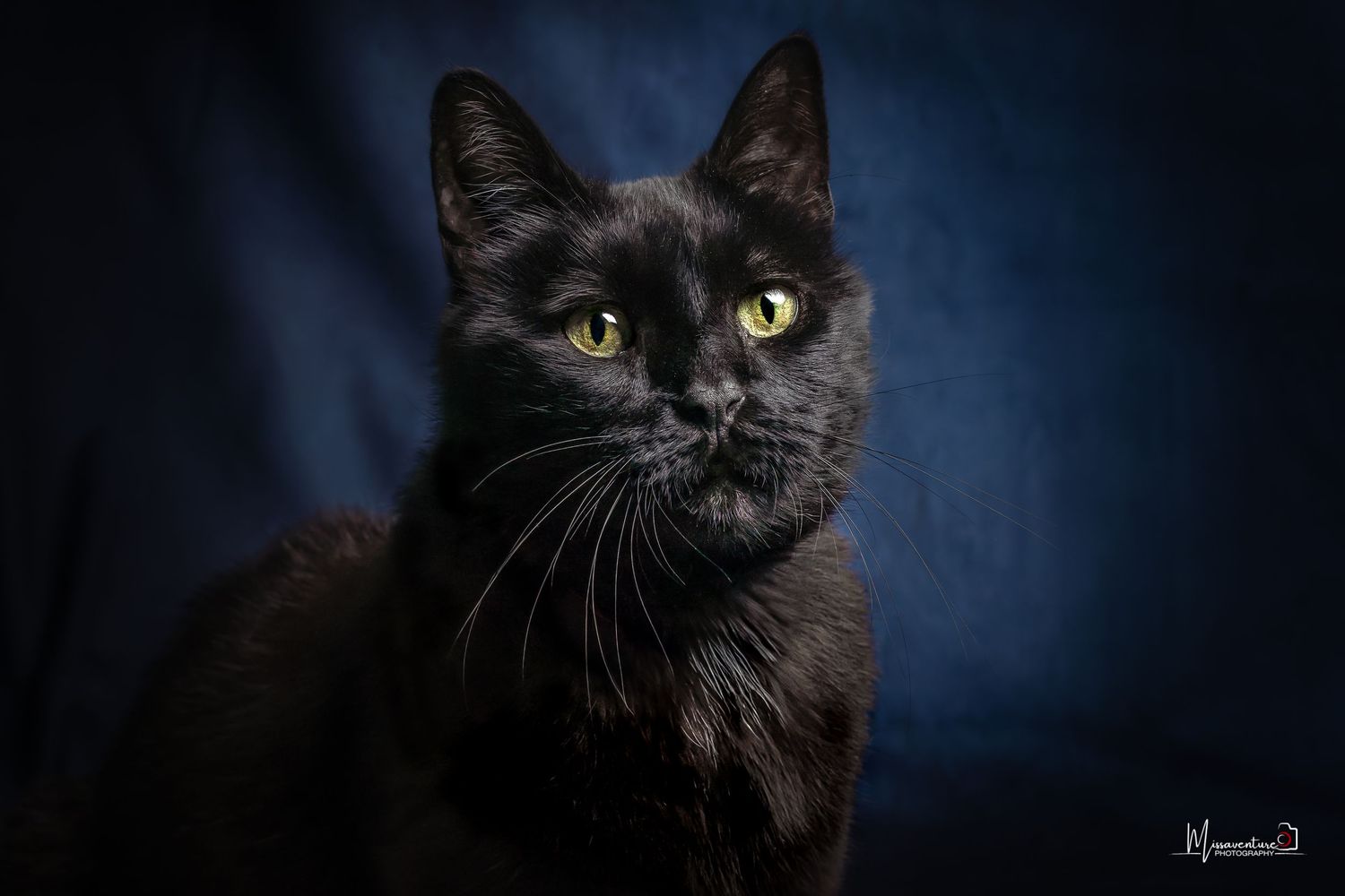 PHOTOGRAPHE DANS LE VAR (83) FORCALQUEIRET (photographe pour chien et chat)
Chatte noire au regard vert  photo studio sur fond bleu velours,