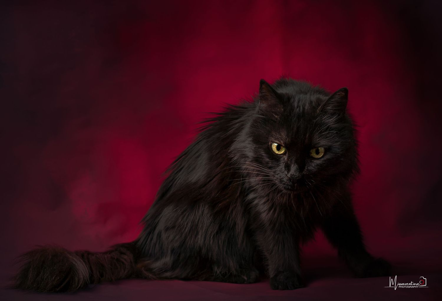 PHOTOGRAPHE DANS LE VAR (83) FORCALQUEIRET (chiens et chats)
Chatte noire angora au regard doré photo studio sur fond rouge profond
