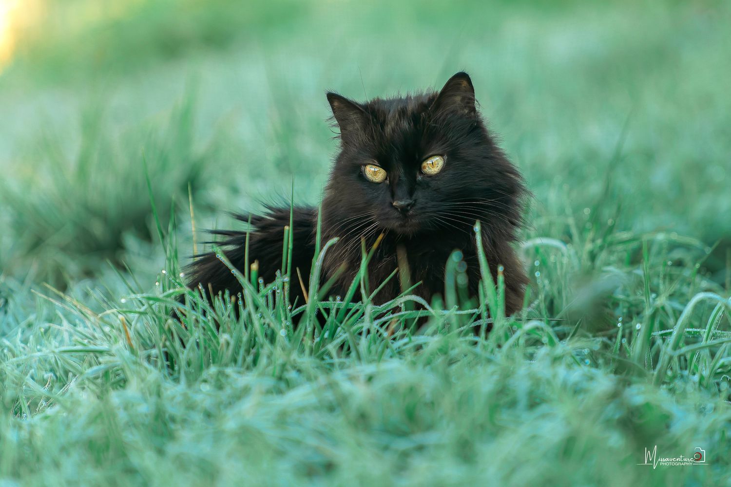 PHOTOGRAPHE CHIEN, CHAT & PORTRAIT dans le Var (83).
Chat noir poils longs, aux yeux magnifiques, assis dans l'herbe du petit matin.