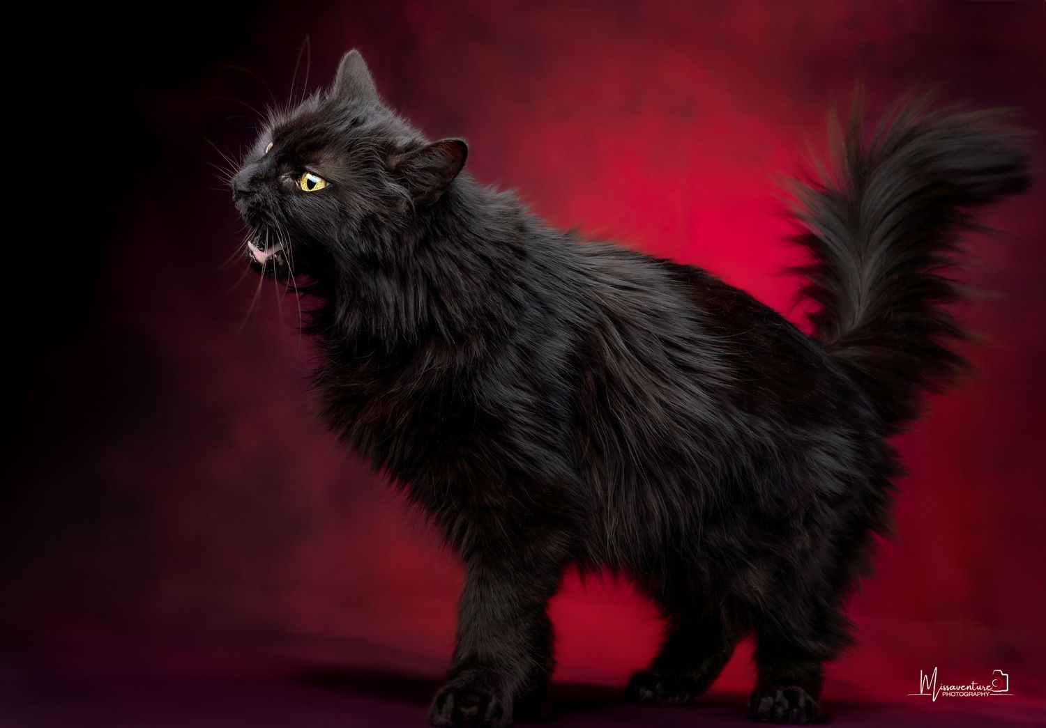 PHOTOGRAPHE CHIEN, CHAT & PORTRAIT dans le Var (83).FORCALQUEIRET.
Chatte noire angora,  photo studio sur fond rouge, format vertical