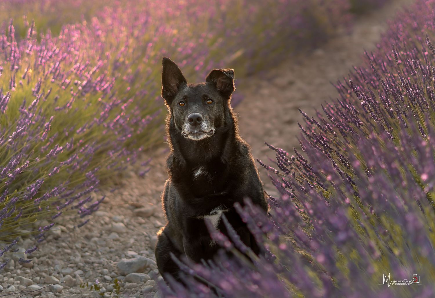 PHOTOGRAPHE CHIEN, CHAT & PORTRAIT dans le Var (83).
Malinois noir, assis, au coucher de soleil dans les champs de lavande de Valensole