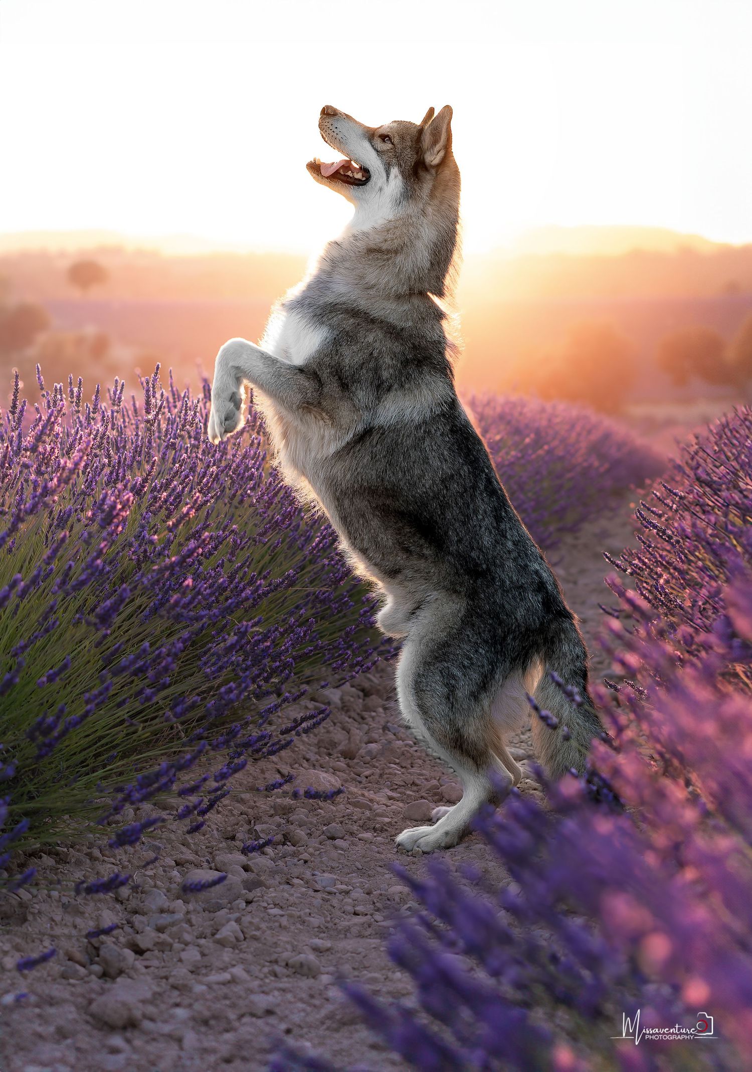 PHOTOGRAPHE DANS LE VAR (83) FORCALQUEIRET (photographe pour chiens, chats)
Husky, coucher de soleil, champs de lavande de Valensole