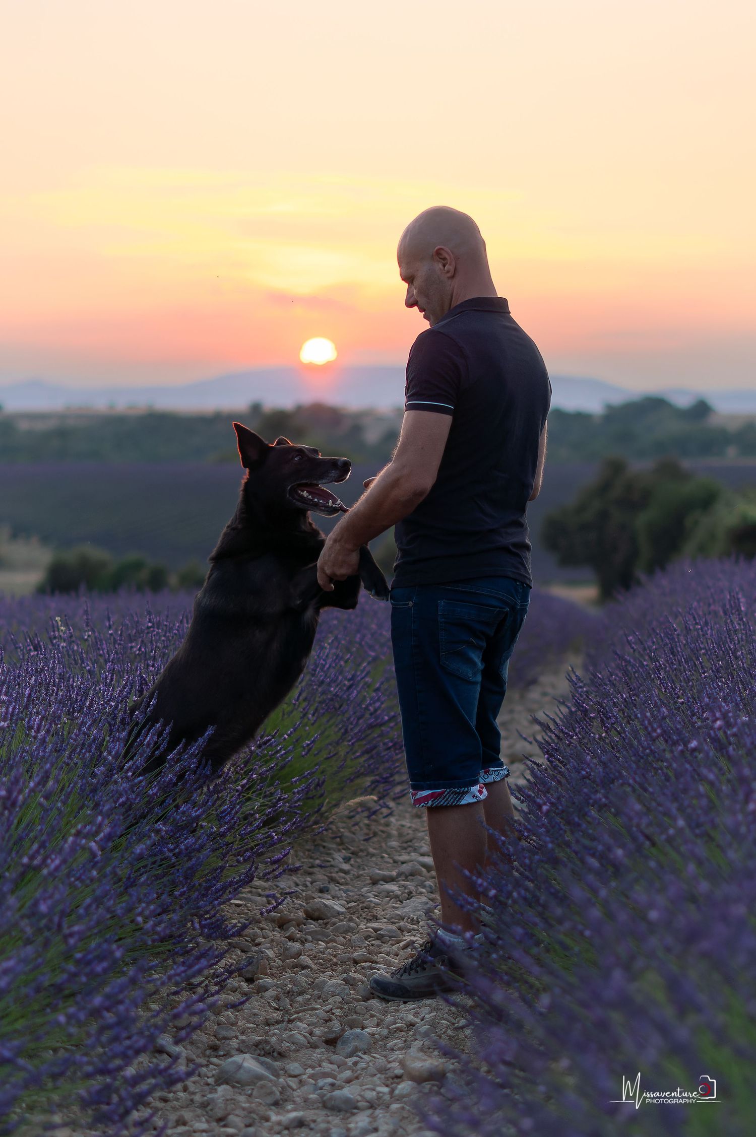 PHOTOGRAPHE CHIEN, CHAT & PORTRAIT dans le Var (83).
Malinois et son maitre, au coucher de soleil dans les champs de lavande de Valensole