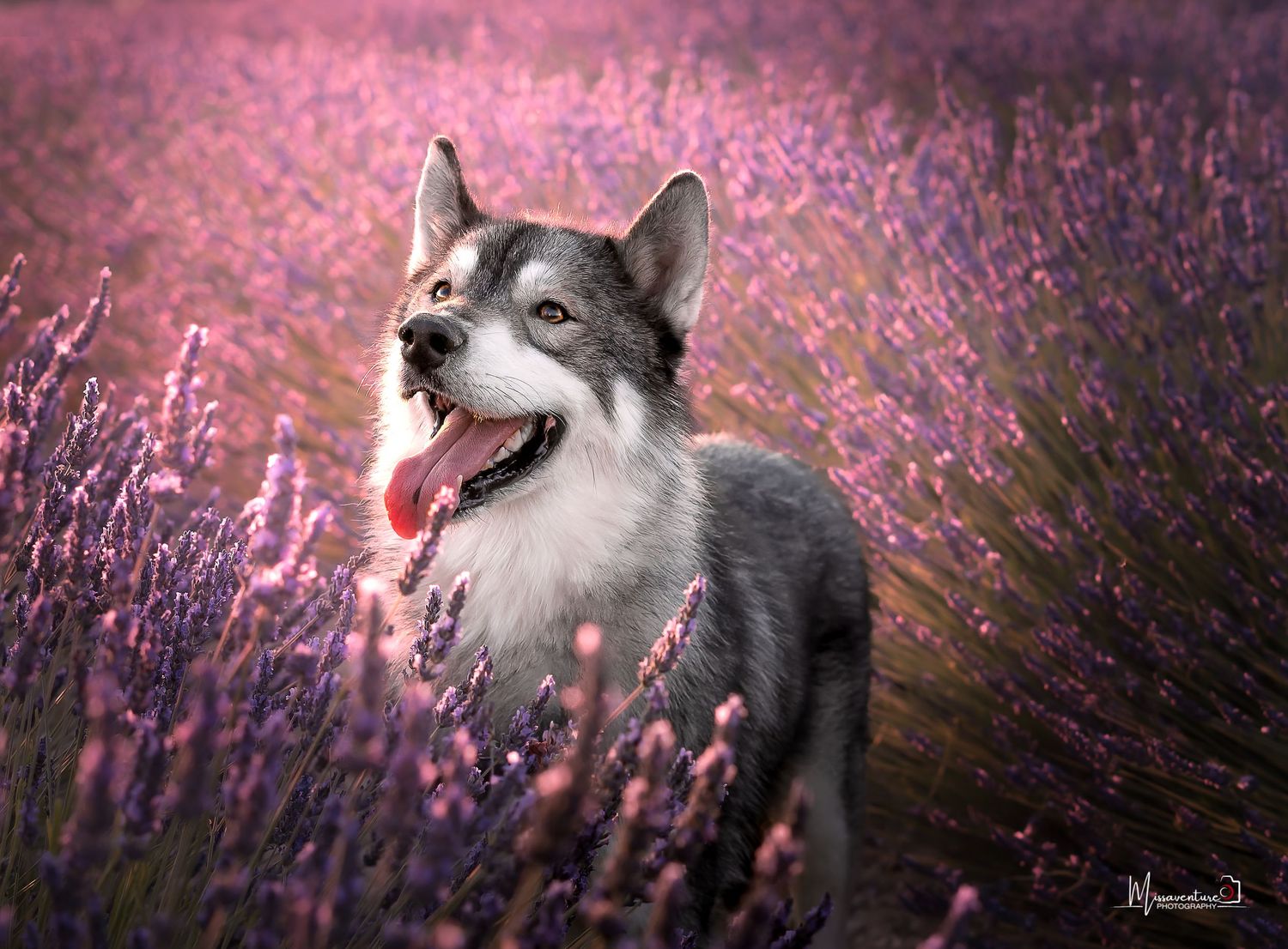PHOTOGRAPHE CHIEN, CHAT & PORTRAIT dans le Var (83).
Husky de Sibérie debout, au coucher de soleil dans les champs de lavande de Valensole