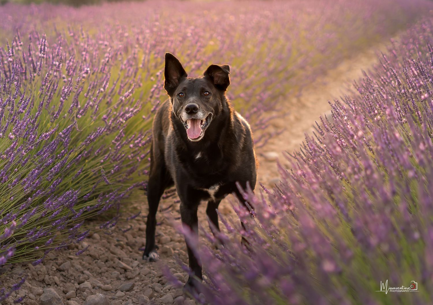 PHOTOGRAPHE DANS LE VAR (83) FORCALQUEIRET (photographe pour chiens, chats)
Malinois, coucher de soleil, champs de lavande de Valensole