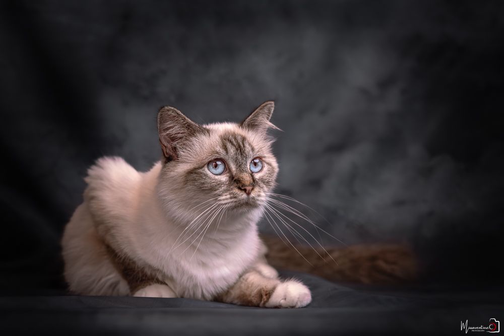 PHOTOGRAPHE DANS LE VAR (83) FORCALQUEIRET (photographe chats) Shooting studio à domicile, chat