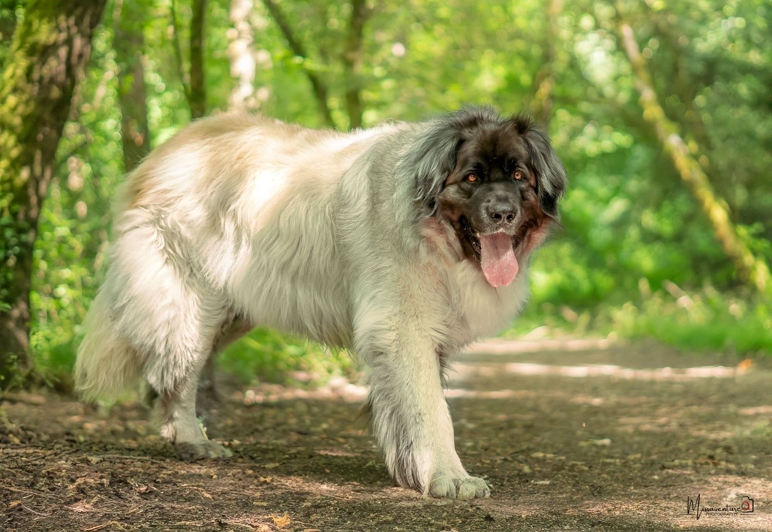 PHOTOGRAPHE DANS LE VAR (83) FORCALQUEIRET (photographe pour chiens, chats)
leonberg dans une foret dorée à l'ambiance féerique