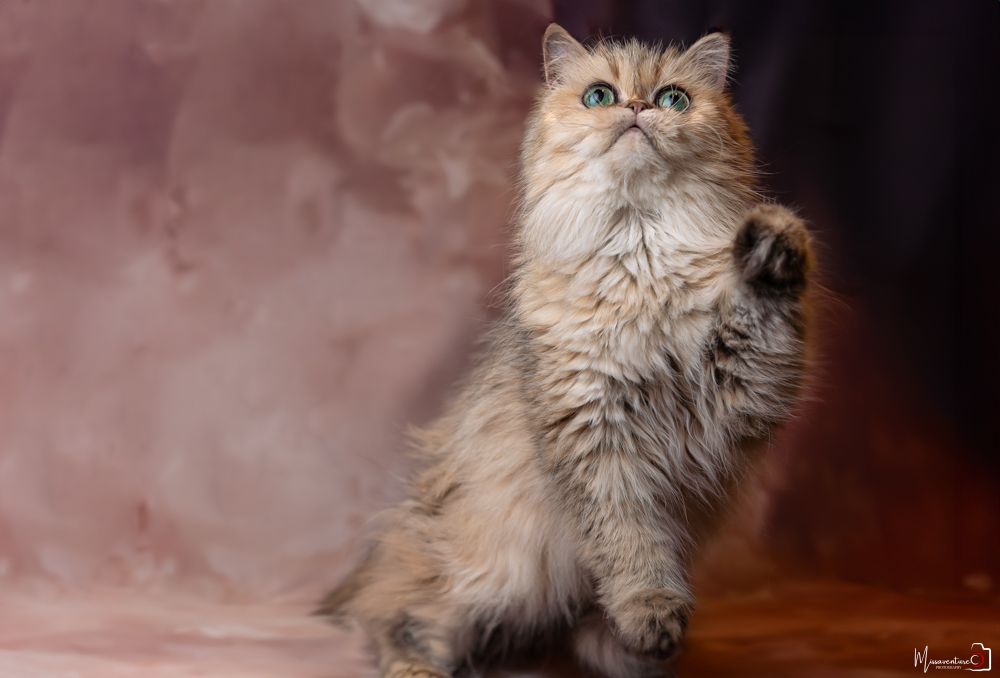 PHOTOGRAPHE DANS LE VAR (83) FORCALQUEIRET (photographe chats) Shooting studio à domicile, chat