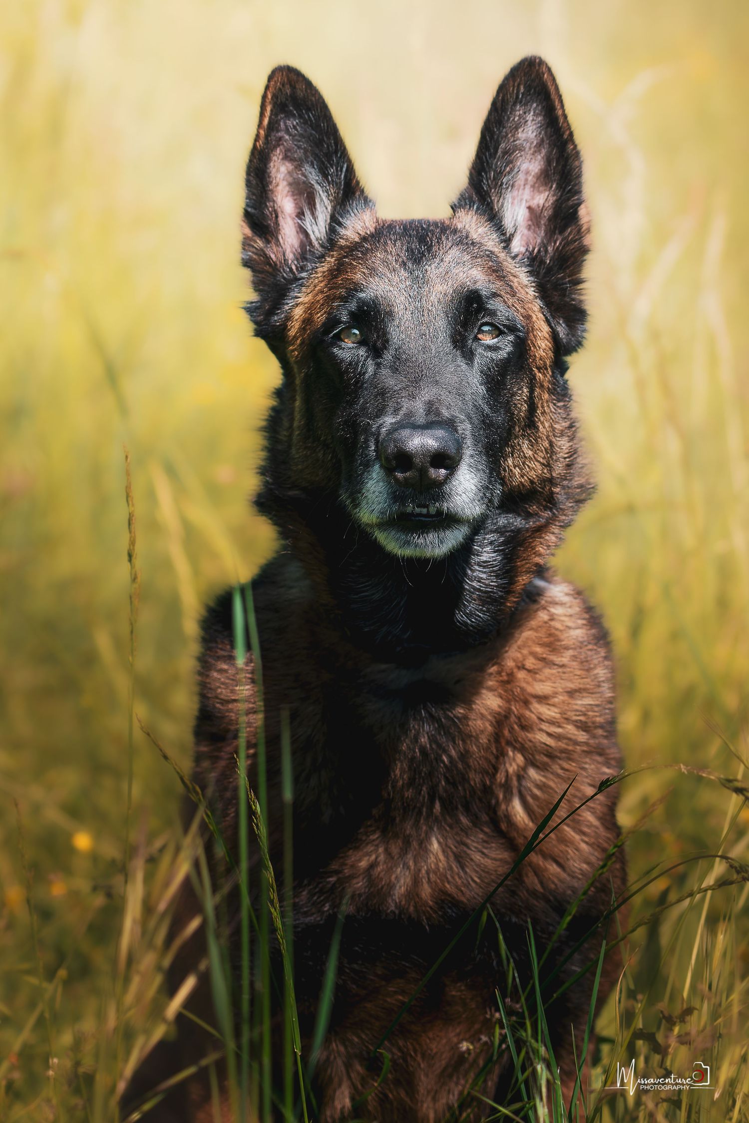 PHOTOGRAPHE CHIEN, CHAT & PORTRAIT  dans le Var (83).
Le beau Rosko, un malinois qui pose tel un prince