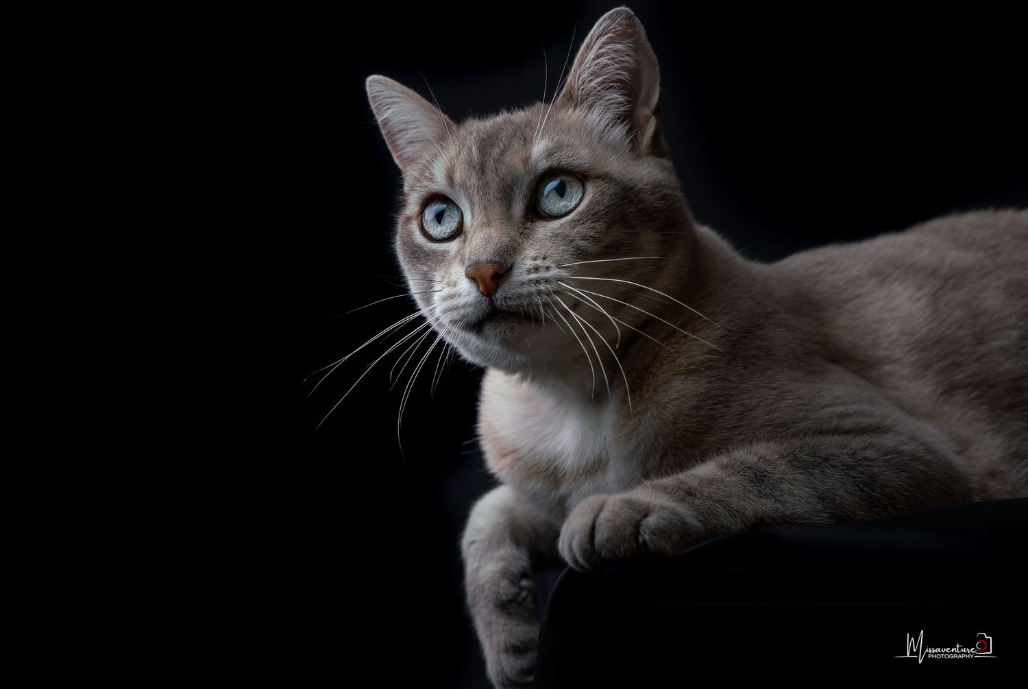 PHOTOGRAPHE DANS LE VAR (83) FORCALQUEIRET (photographe pour chiens et chats).
chat allongée aux yeux bleus profond, photo studio