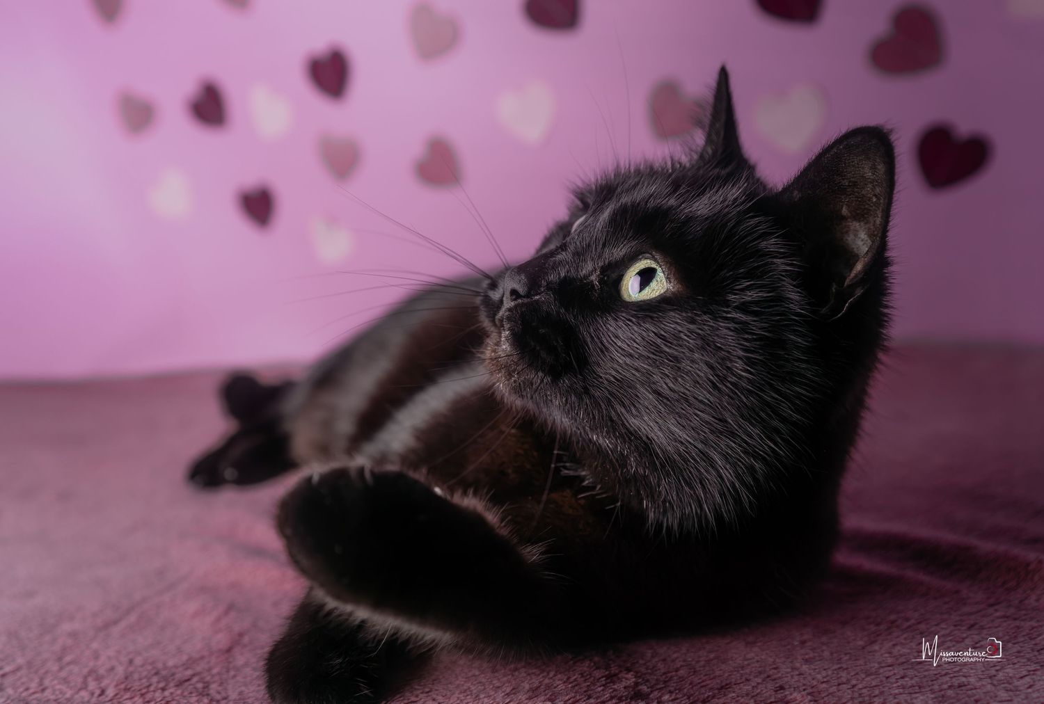 PHOTOGRAPHE DANS LE VAR (83) FORCALQUEIRET (photographe chat) Shooting studio chat thème saint valentin fond rose et coeur