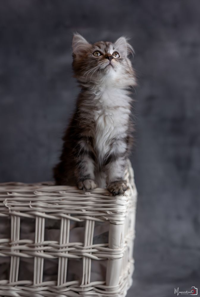 PHOTOGRAPHE DANS LE VAR (83) FORCALQUEIRET (photographe chats) Shooting studio à domicile, chat