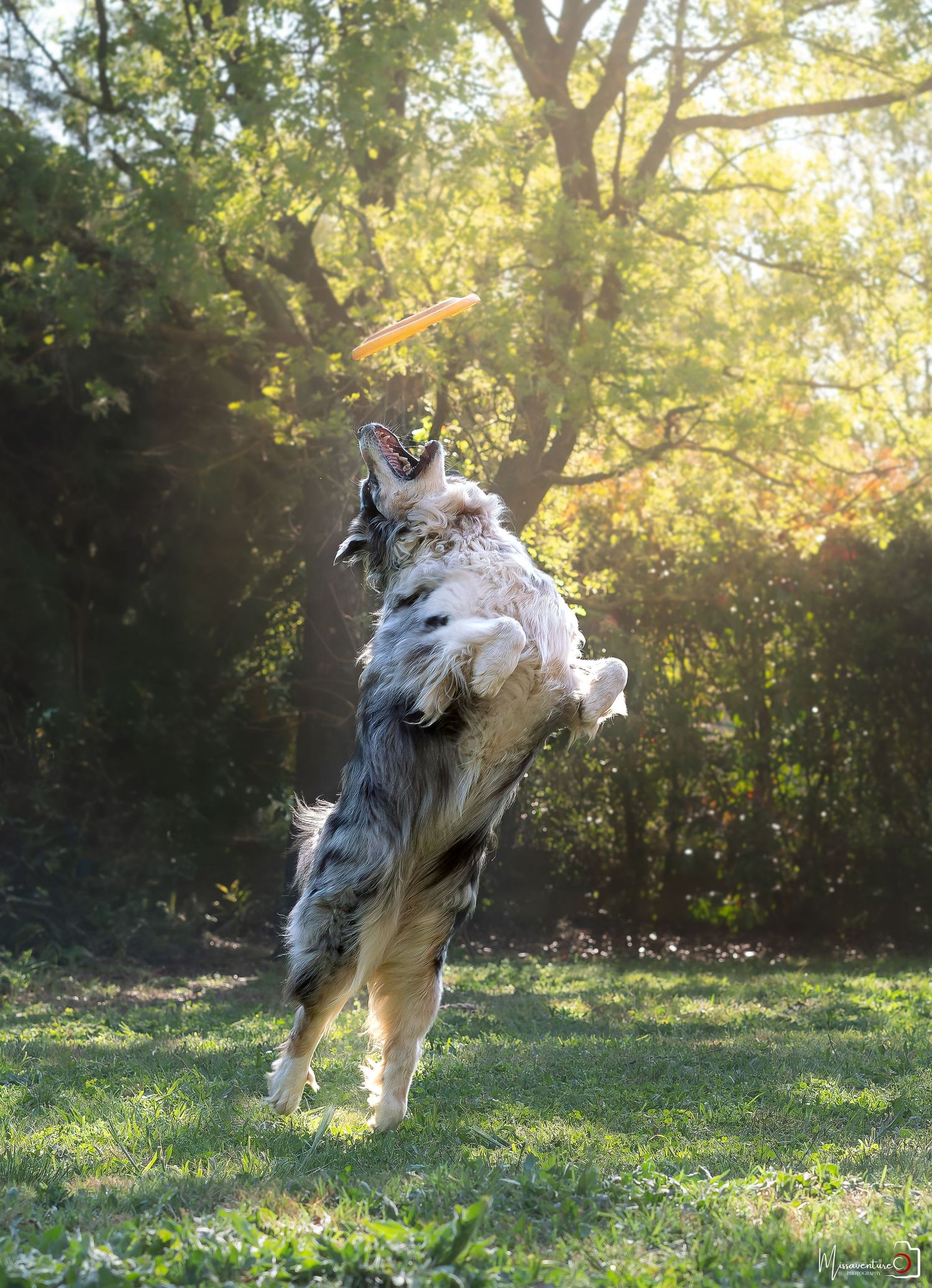 PHOTOGRAPHE DANS LE VAR (83) FORCALQUEIRET (Portraits, chiens & chats, paysages) .missaventure.photography.
Shooting chien à domicile