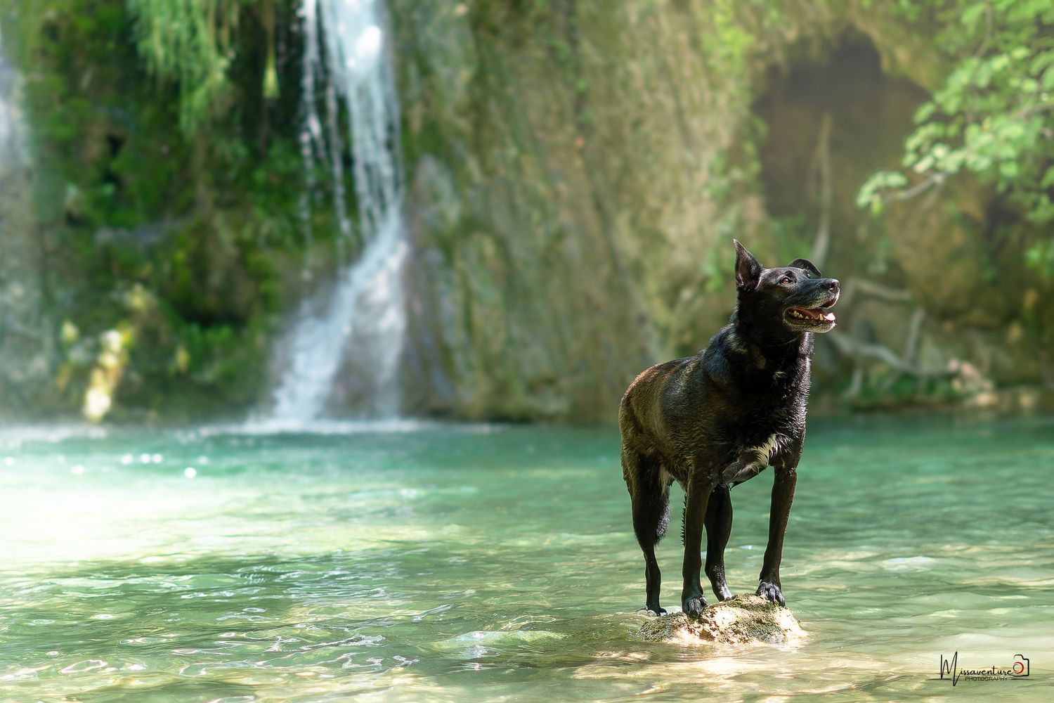 PHOTOGRAPHE DANS LE VAR (83) FORCALQUEIRET (photographe chien) Shooting chien exterieur, photo cascade et malinois noir