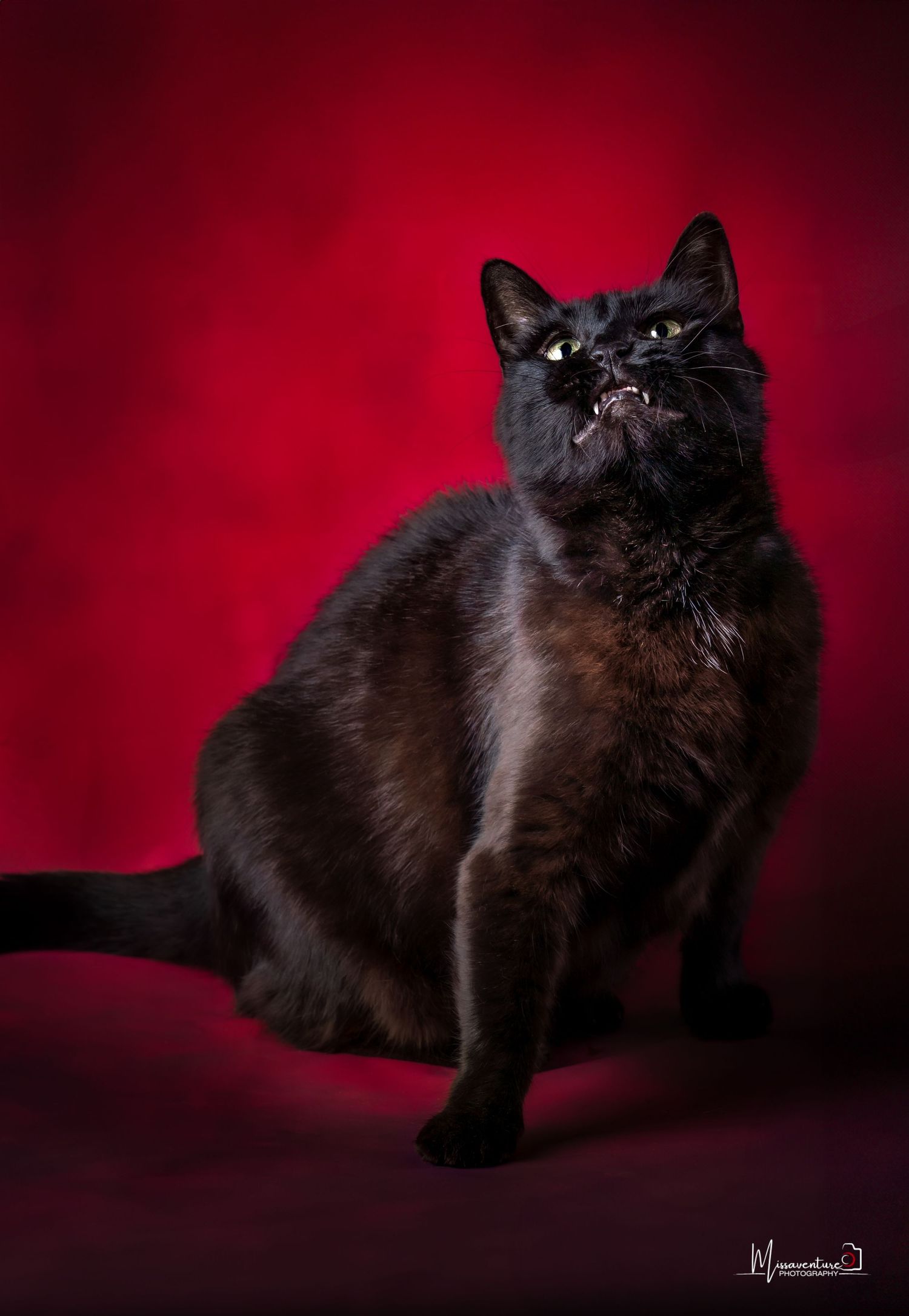 PHOTOGRAPHE CHIEN, CHAT & PORTRAIT dans le Var (83).FORCALQUEIRET
Chatte noire expressive photo studio sur fond rouge, format vertical