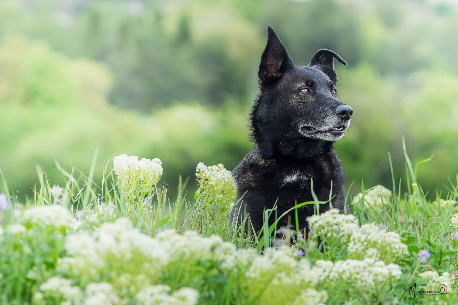 PHOTOGRAPHE CHIEN, CHAT & PORTRAIT dans le Var (83).
Portrait d'un chien noir dans un champ vert et lumineux
