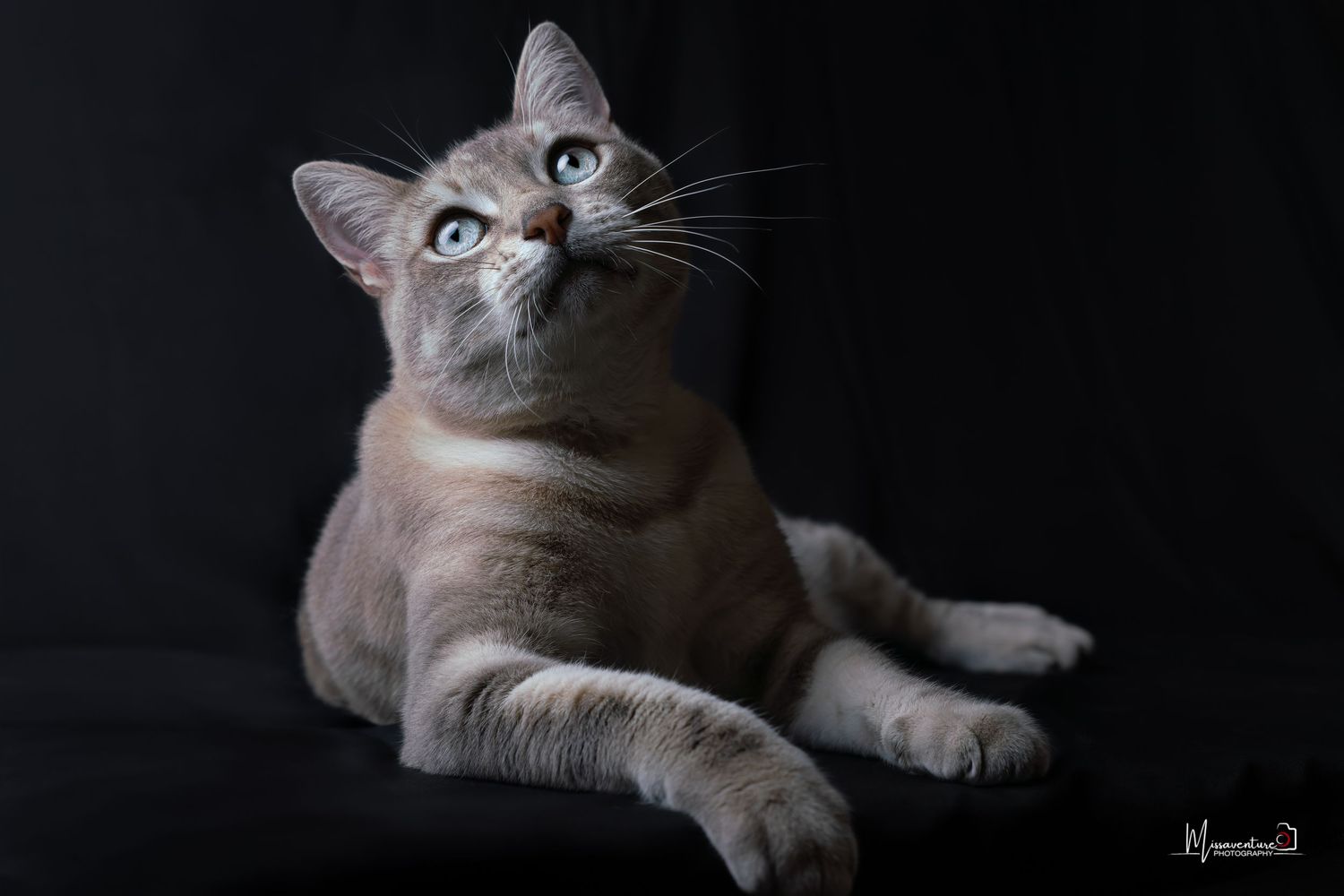 PHOTOGRAPHE DANS LE VAR (83) FORCALQUEIRET (photographe pour chiens et chats)
chat aux yeux bleus profond, photo studio fond noir