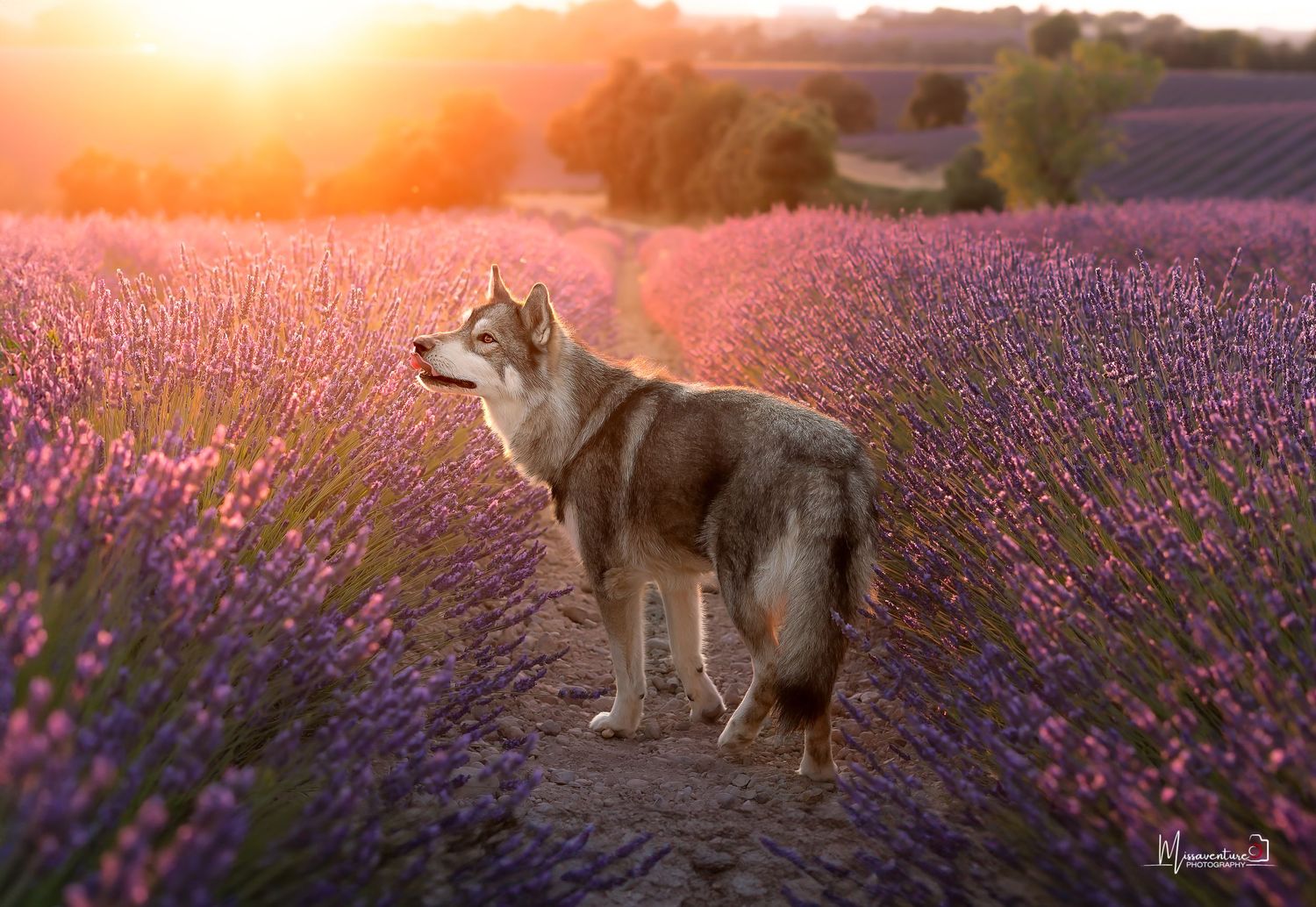 PHOTOGRAPHE DANS LE VAR (83) FORCALQUEIRET (photographe pour chiens, chats)
Husky, coucher de soleil champs de lavande de Valensole