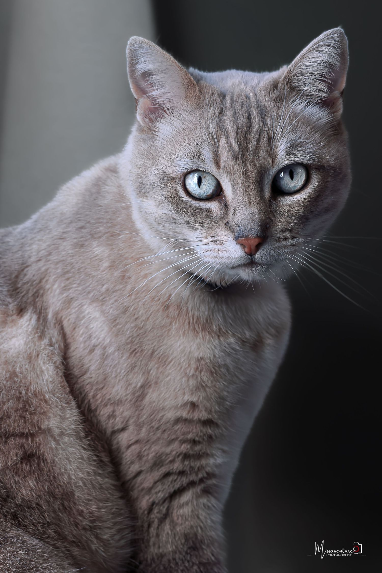 PHOTOGRAPHE DANS LE VAR (83) FORCALQUEIRET (photographe pour chiens, chats)
Naya, Un chat gris tigré style siamois aux yeux bleux