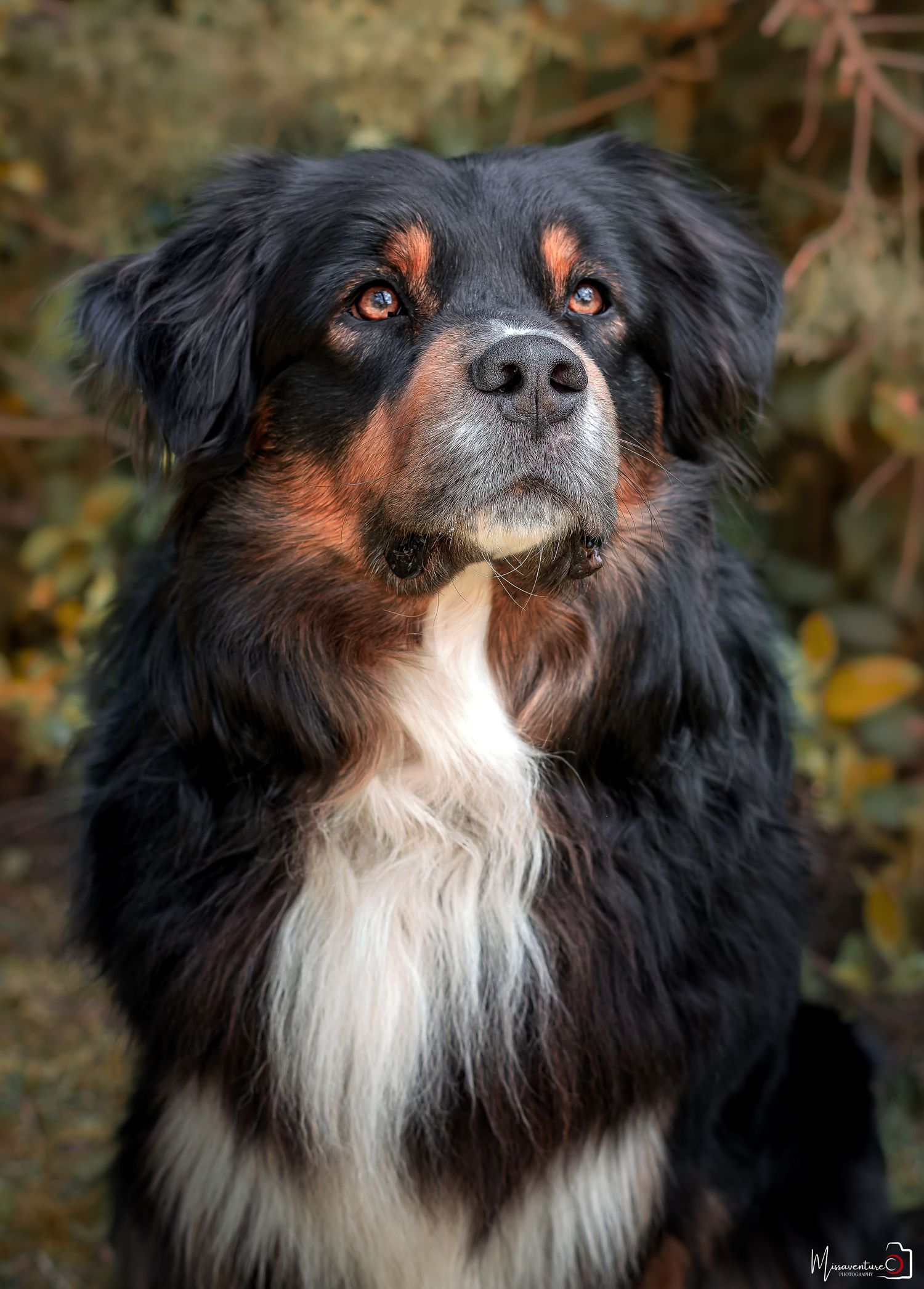 PHOTOGRAPHE DANS LE VAR (83) FORCALQUEIRET (Portraits, chiens & chats, paysages) .missaventure.photography.
Shooting chien à domicile